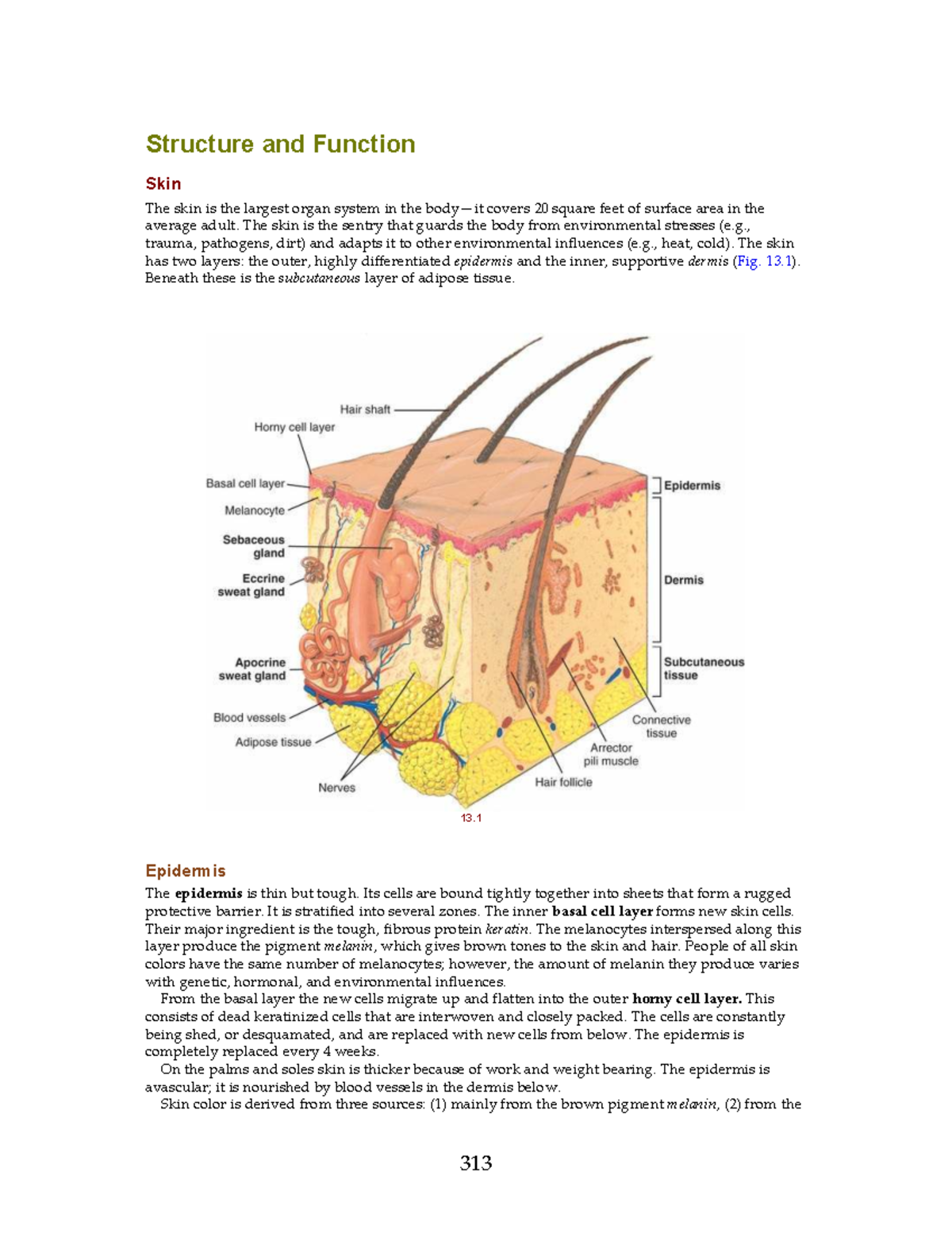 Structure and Function of Skin: An In-Depth Overview (13-14) - Studocu