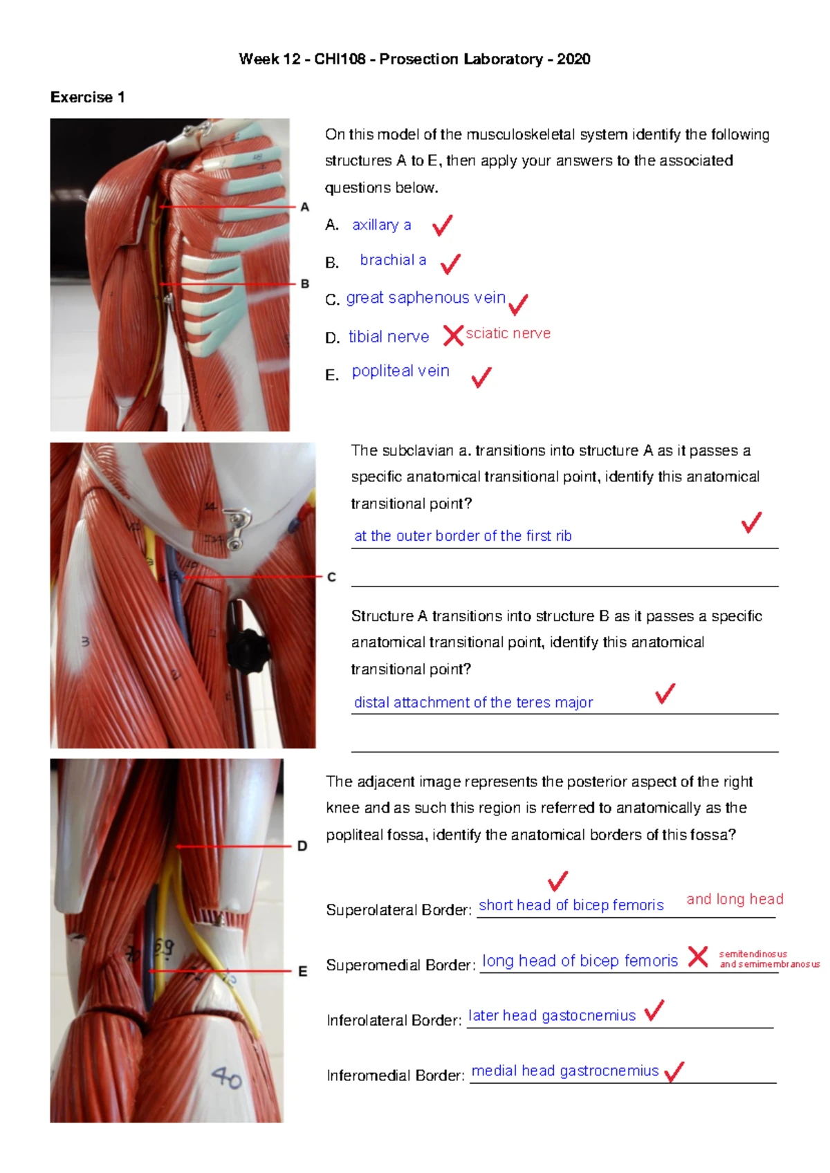 2023 CHI202 W4 Prosection Lab Notes on Head and Neck Anatomy - Studocu