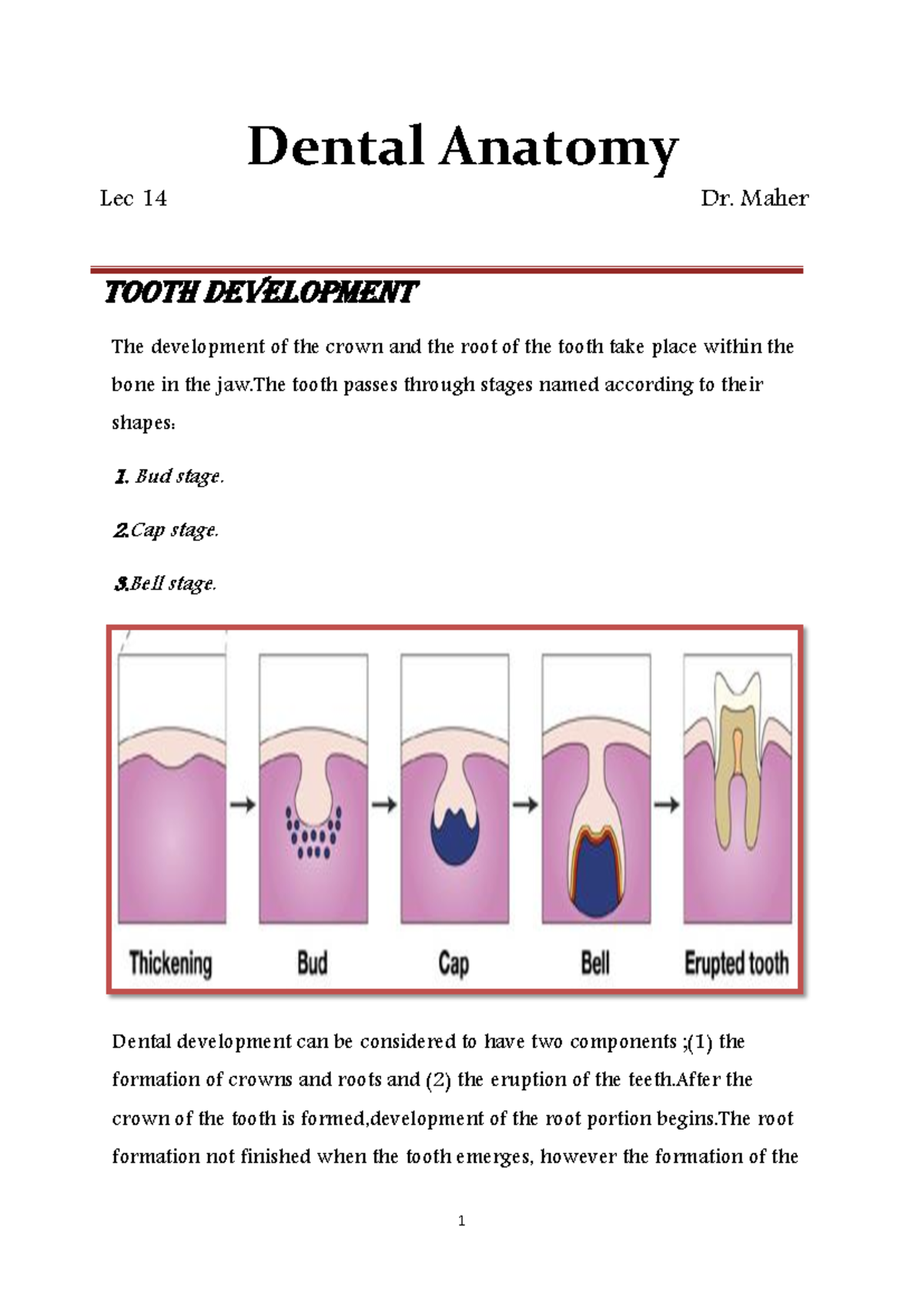 Dental Anatomy Lecture 14: Tooth Development & Eruption Stages - Studocu