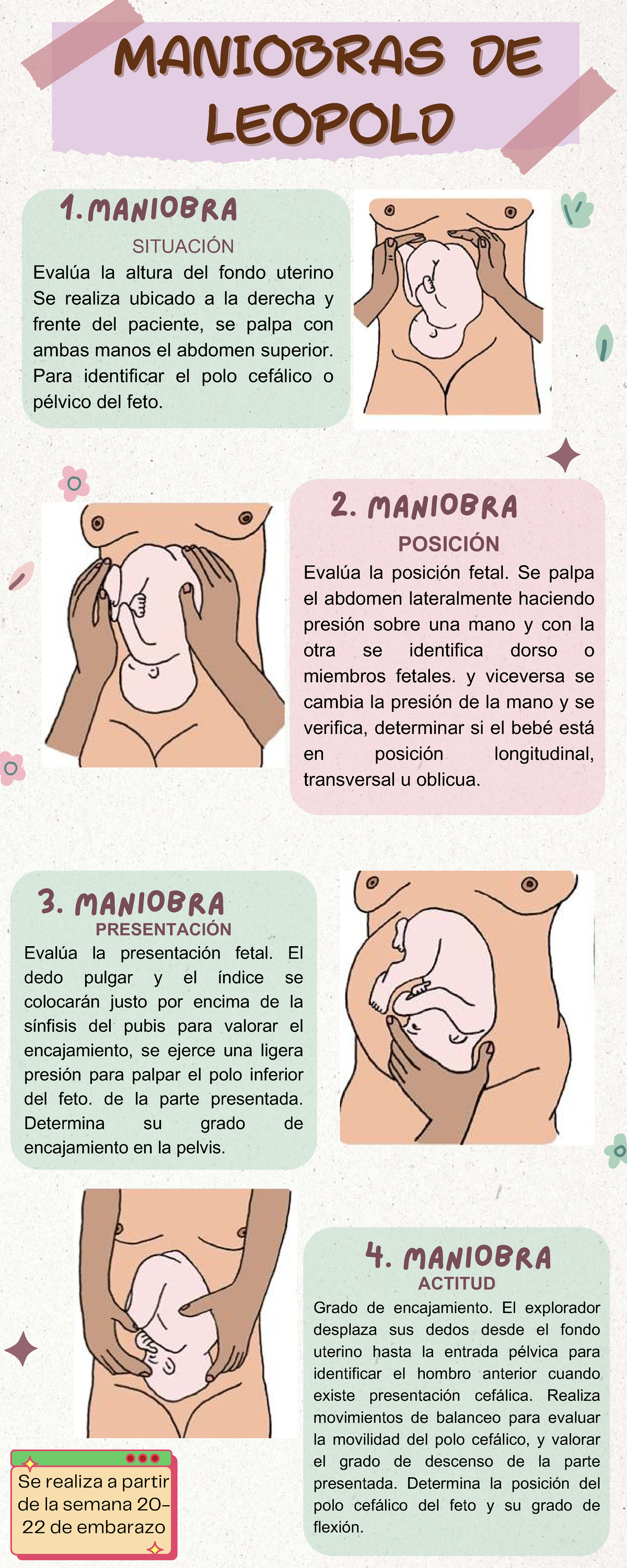 infograf-a-sobre-maniobras-de-leopold-en-embarazo-t-cnicas-de-estudio