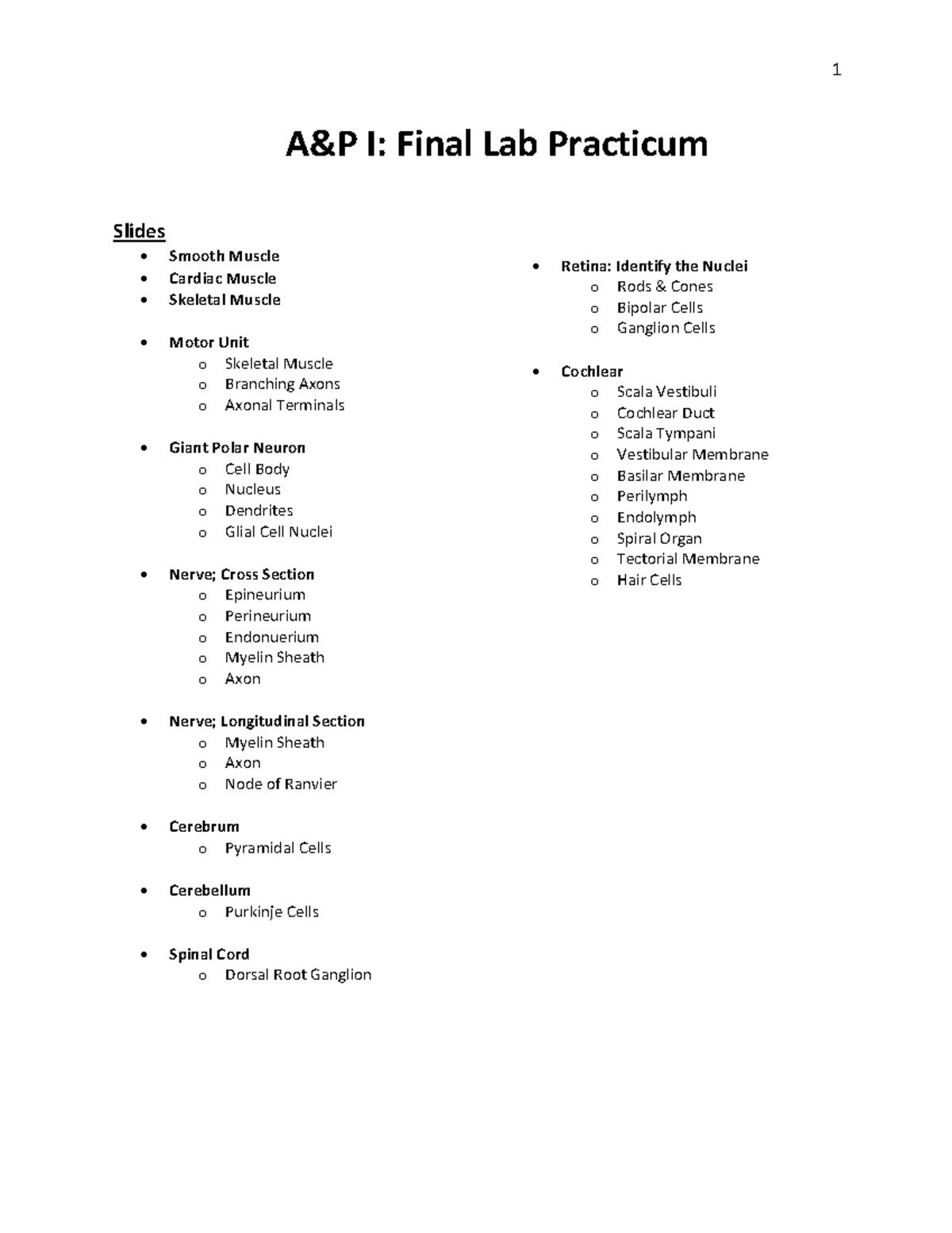 A&P I - Final Lab Practicum Study Guide for Muscles & Neuroanatomy ...