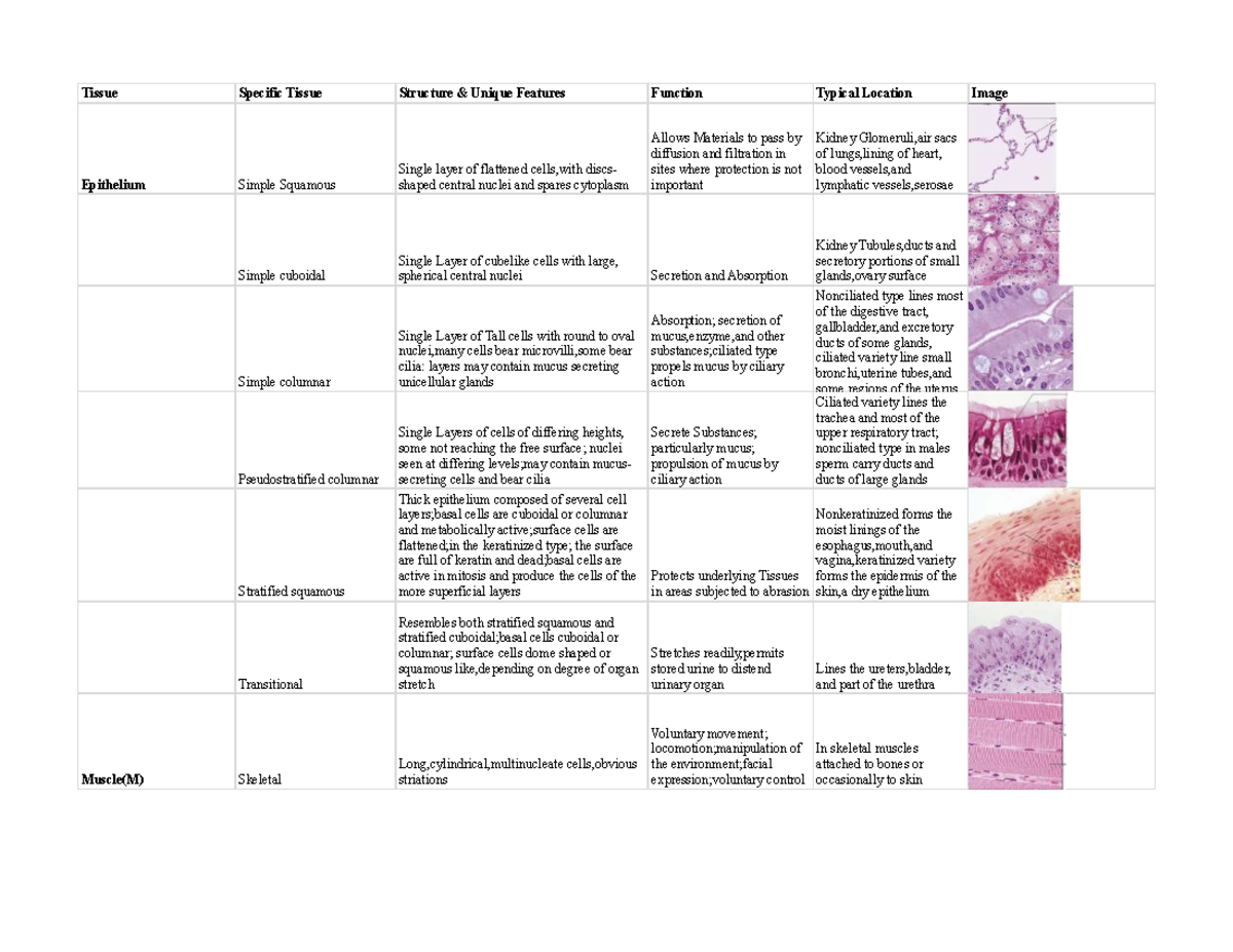 API Objective CH 04 Tissue Chart: Epithelium & Connective Tissue ...