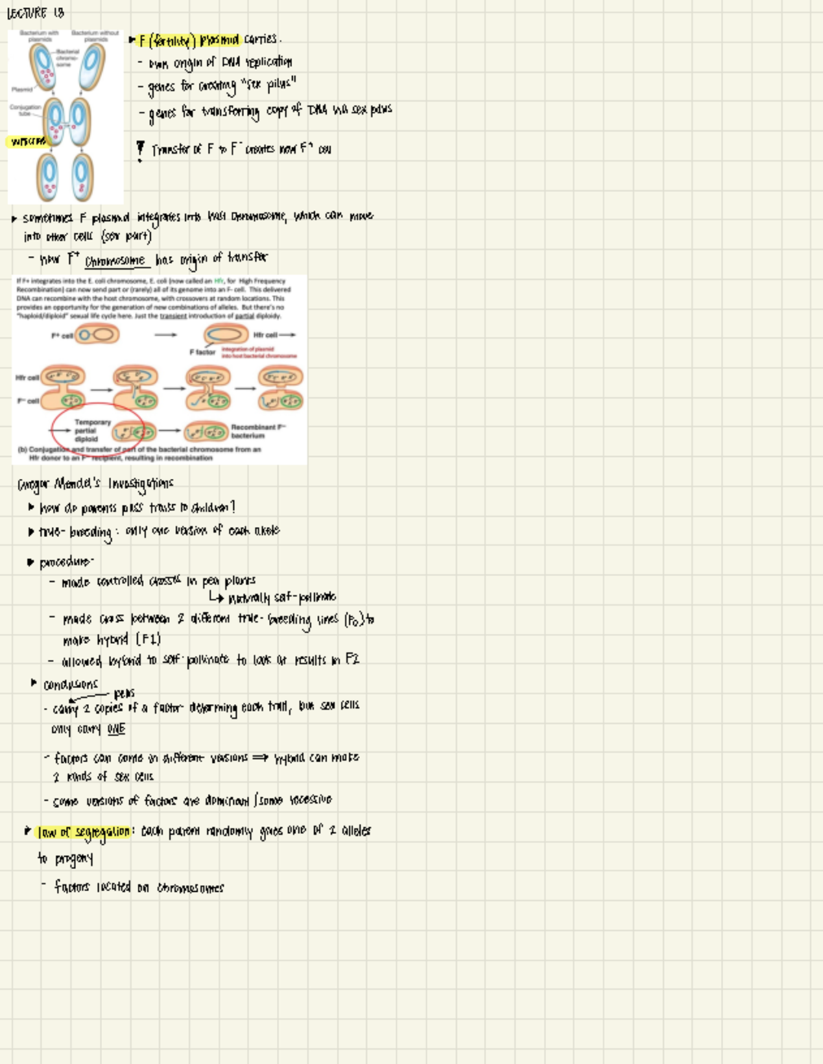 Bis 2a Lecture Notes: DNA Replication and Protein Synthesis Insights ...