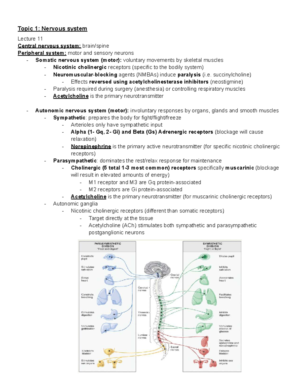 Lecture 11: Nervous System Notes (NMBAs & Acetylcholinesterase) - Studocu
