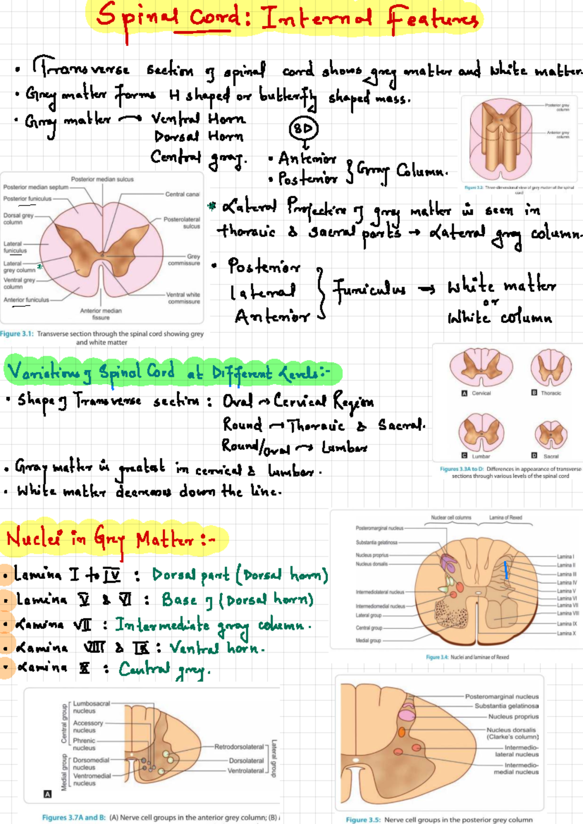 3.2 - Internal Features of Spinal Cord: Gray and White Matter Analysis ...