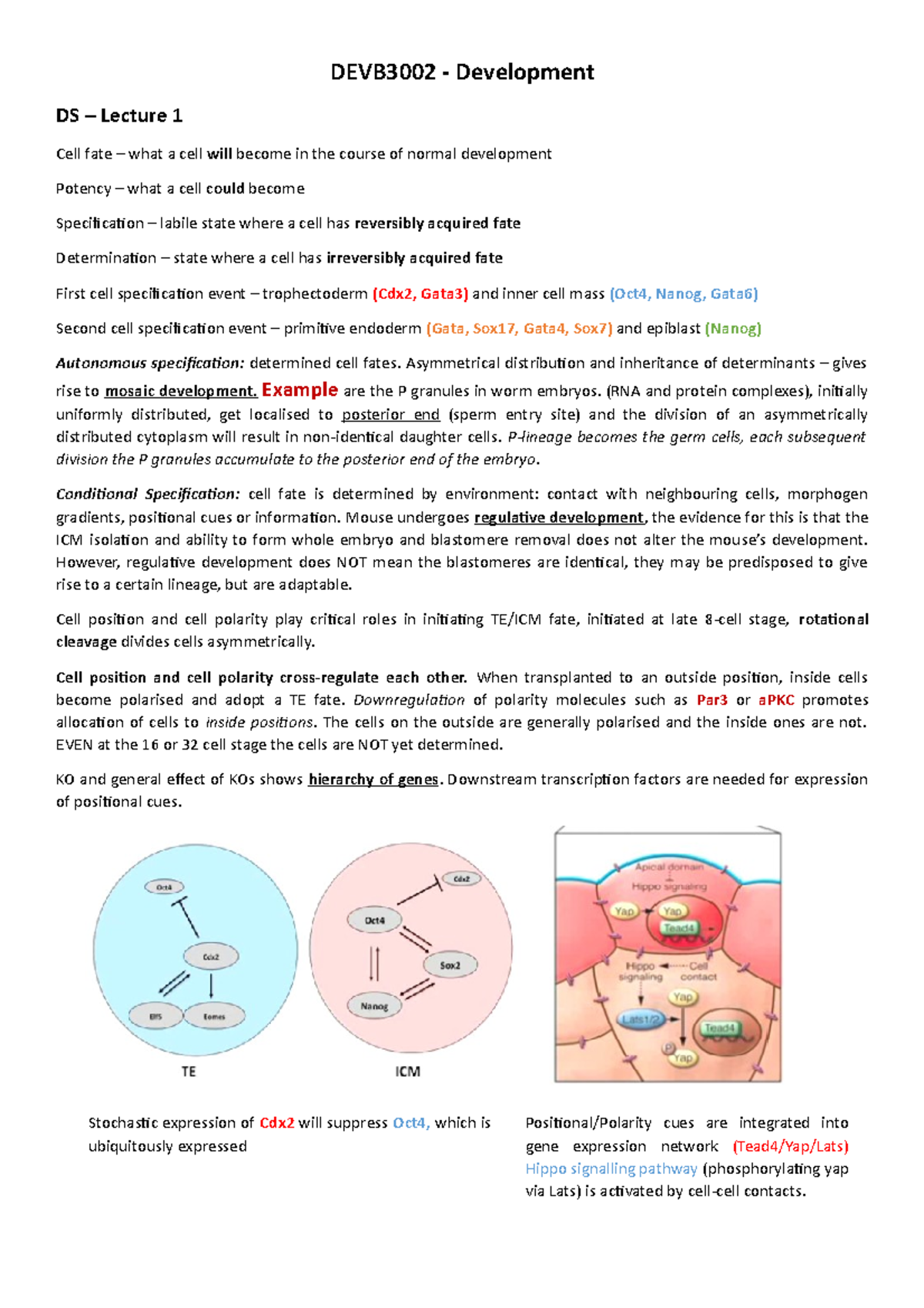 Lecture Notes - DEVB3002: Development of Cell Fate and Specification ...