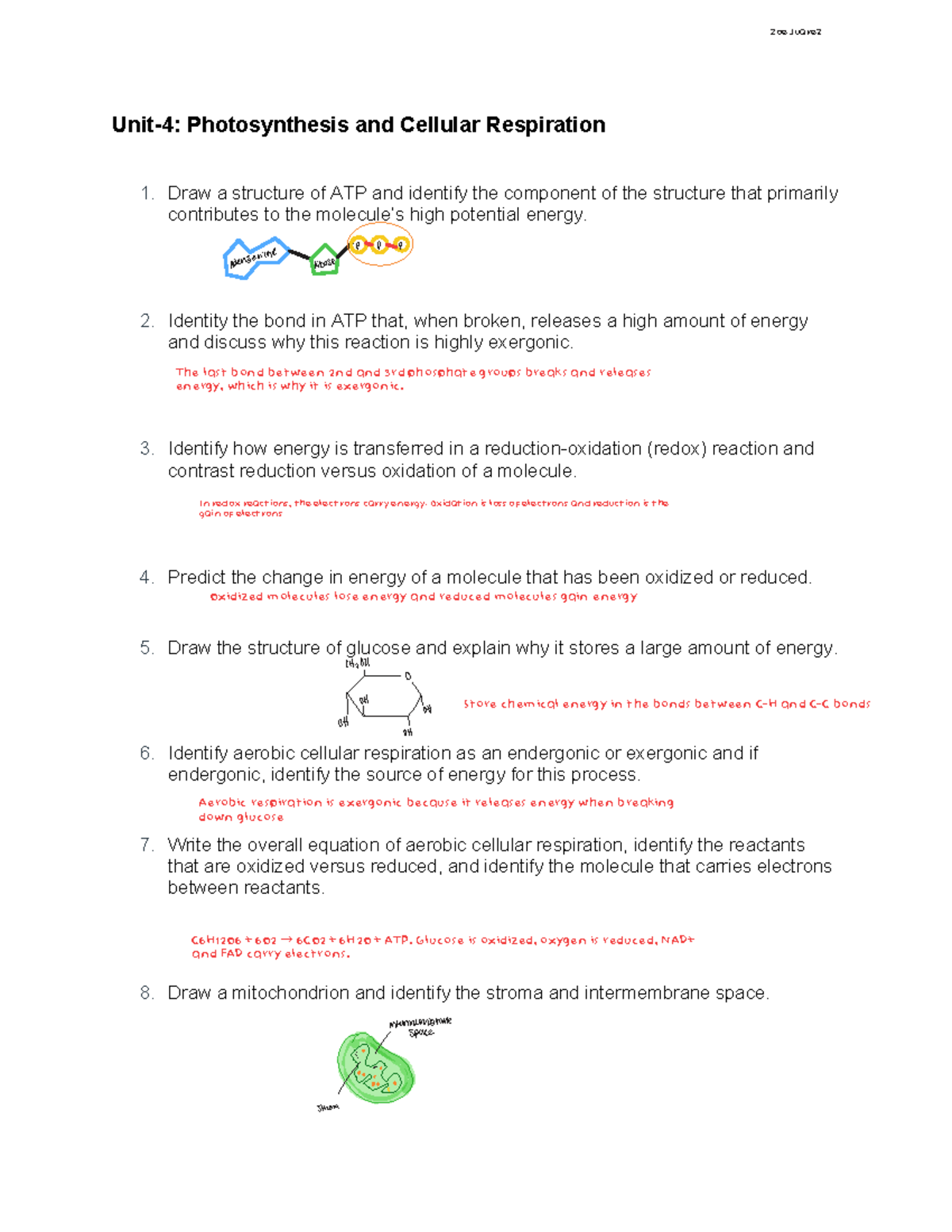 Unit-4: Photosynthesis and Cellular Respiration Study Guide - Studocu