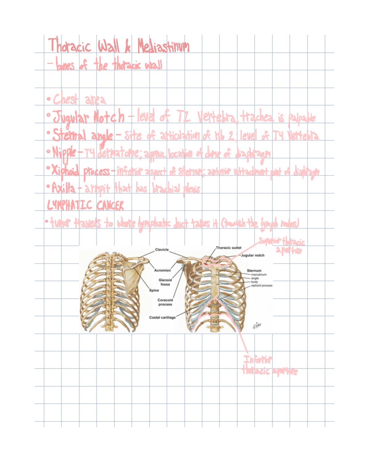 Heart and Circulatory System Overview - Lecture Notes (BIO101) - Studocu