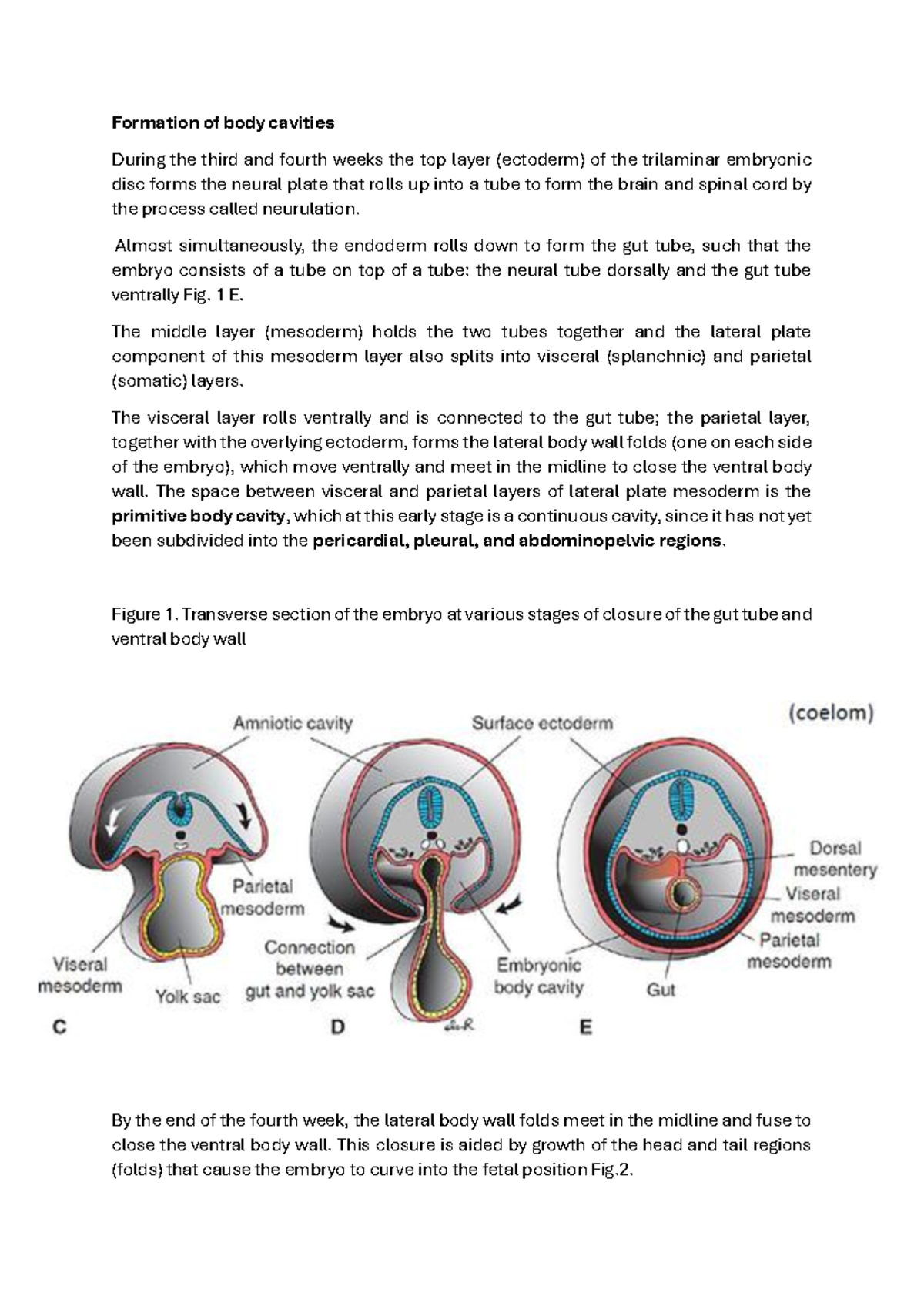 Embryology: Formation of Body Cavities and Diaphragm - Studocu