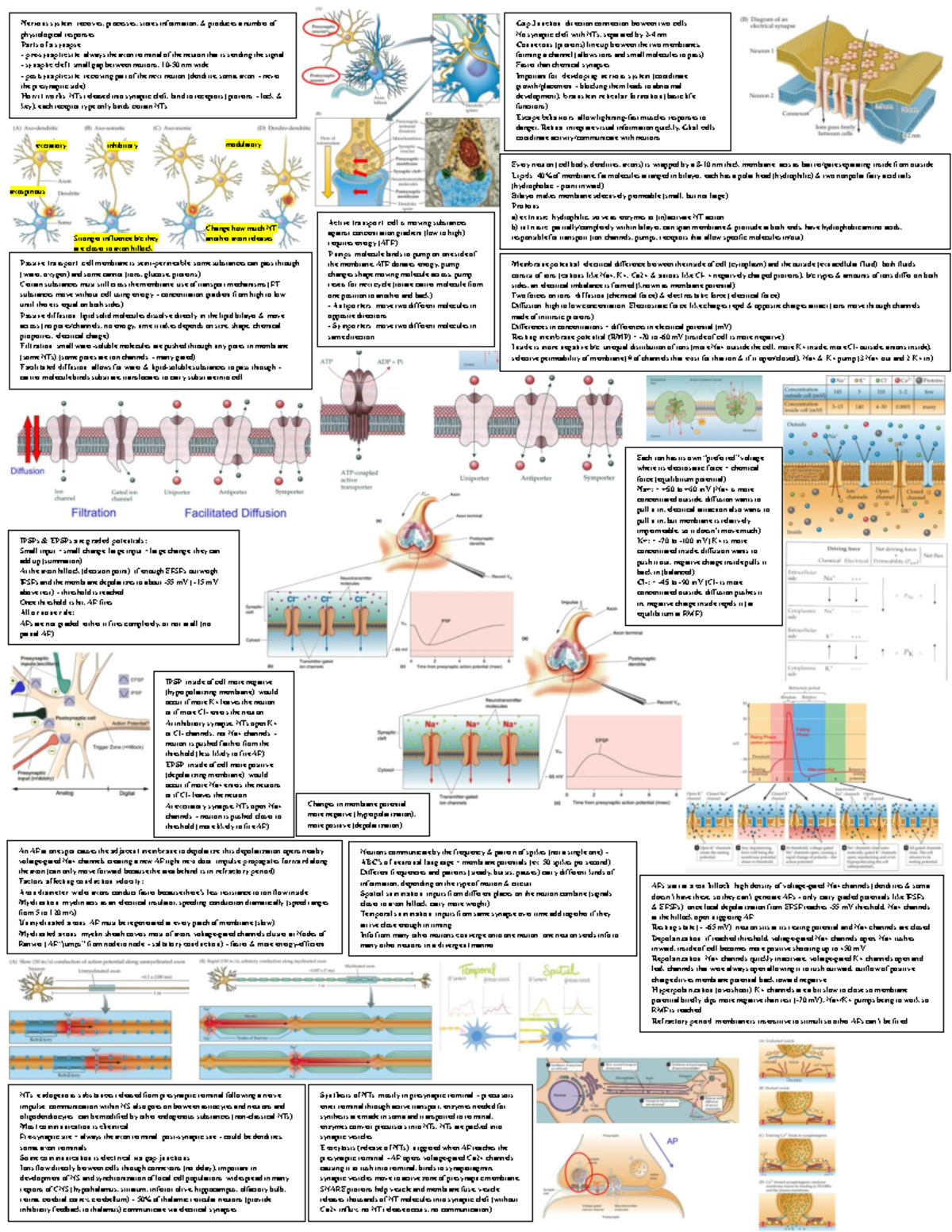 FBBC Exam 2 Cheat Sheet: Nervous System Overview and Functions - Studocu