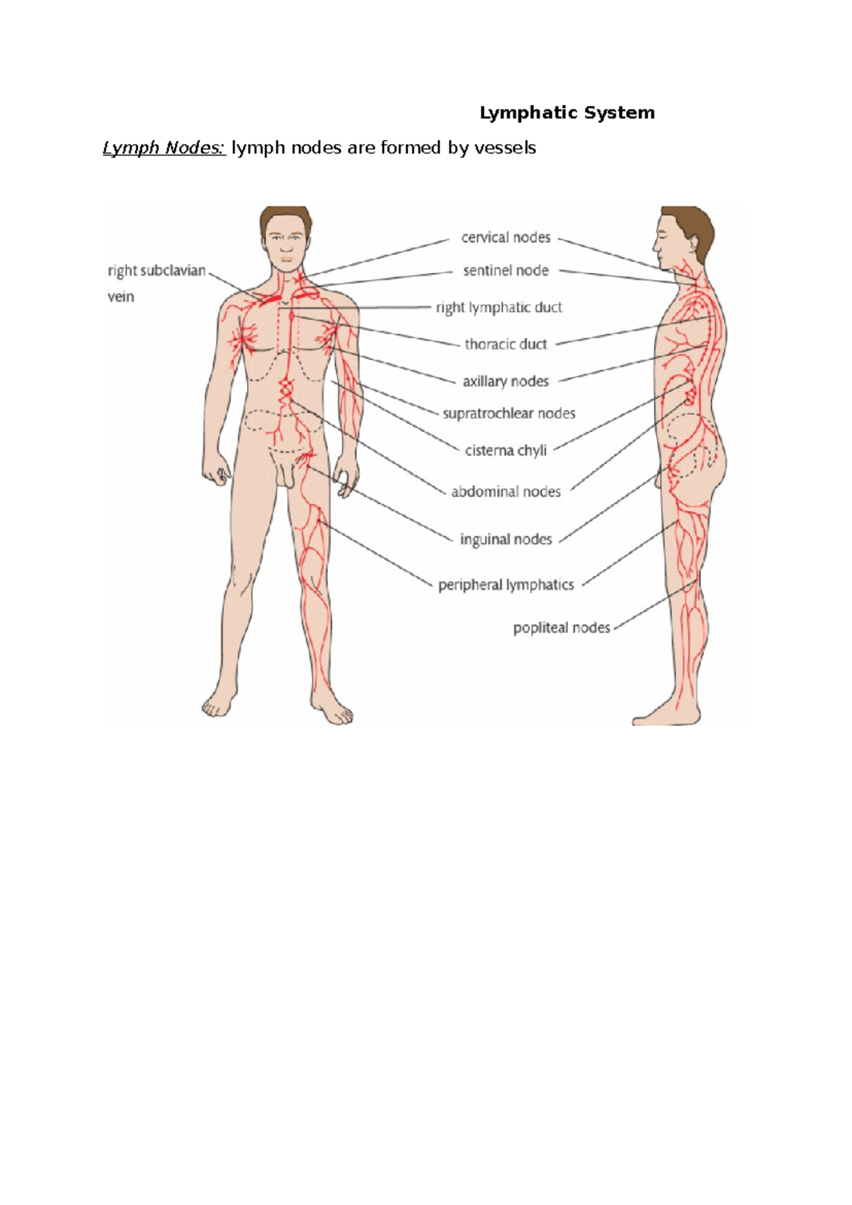 Lymphatic system - Unit 8 Assignment (ME) - Lymphatic System Lymph ...