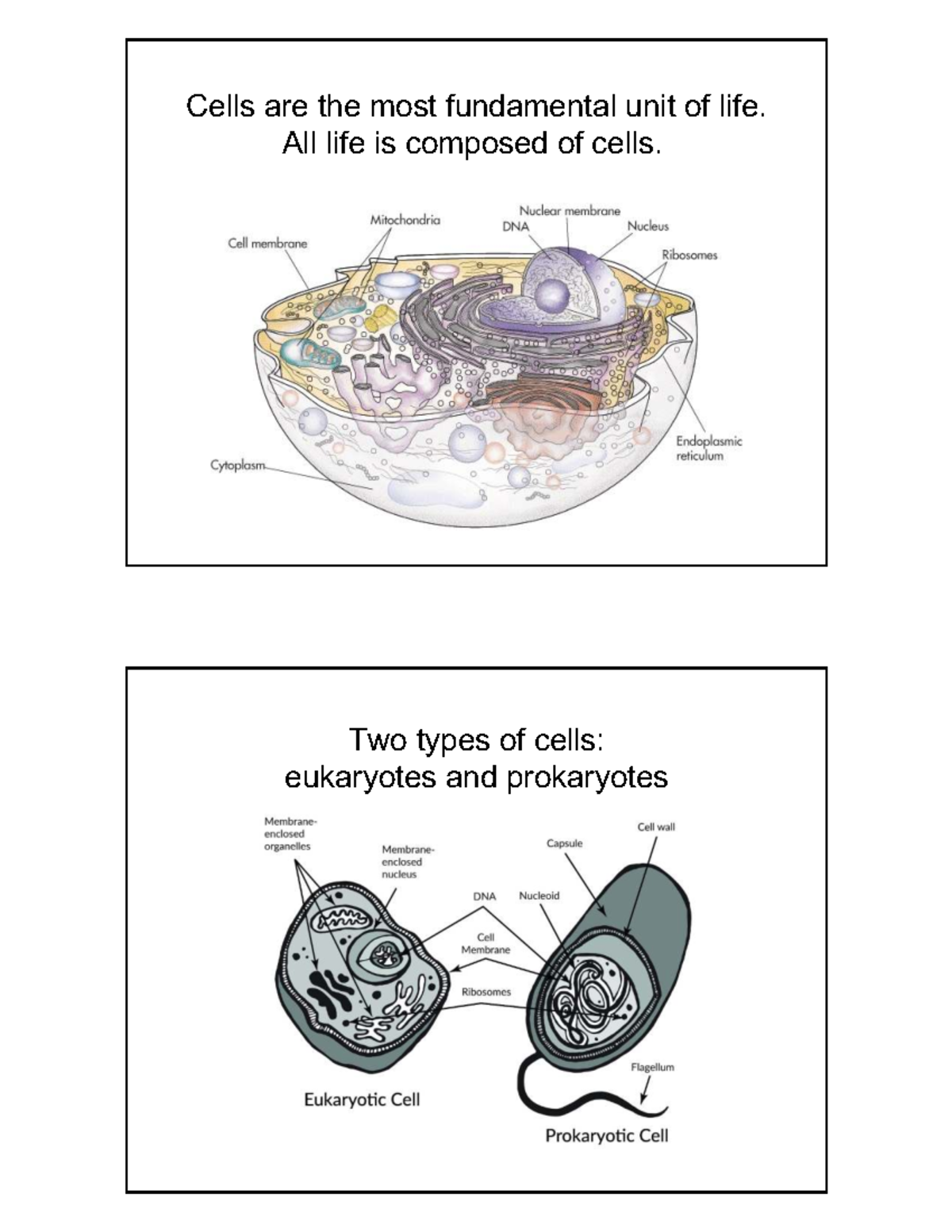 DNA and Genetics: Key Concepts Overview (Biology 101) - Studocu