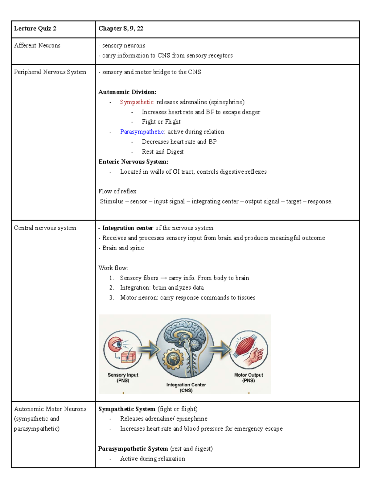 Lecture Quiz 2: Nervous System Overview - Studocu