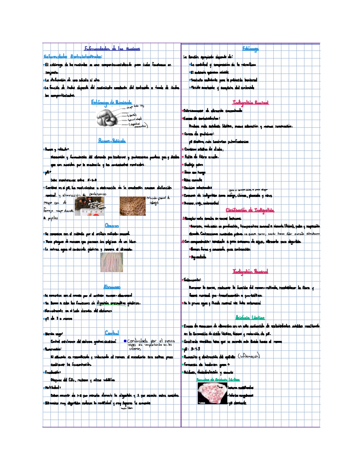 Informe sobre Enfermedades Gastrointestinales en Bovinos - Examen Material. - Document Preview