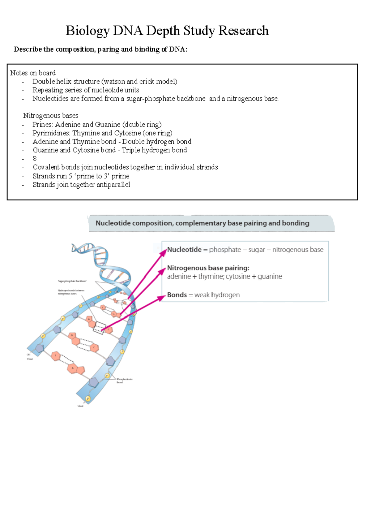 Biology DNA Depth Study Research - Describe the composition, paring and ...