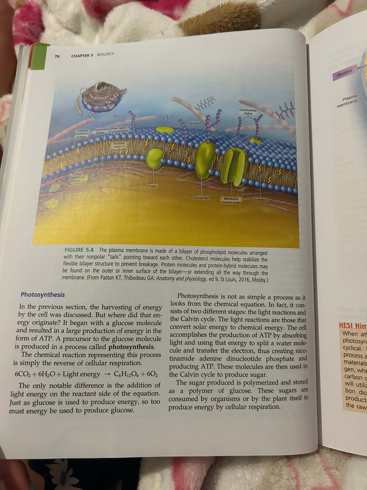 Final Exam Overview: Chapter 5 Biology - Membrane Structure ...