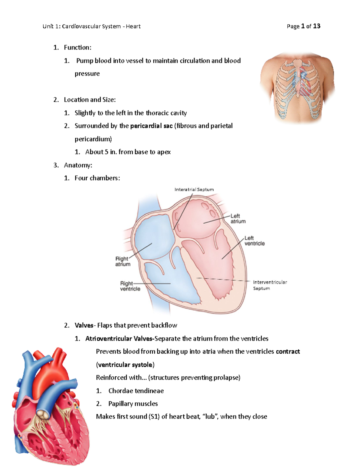 Base Of Heart Function