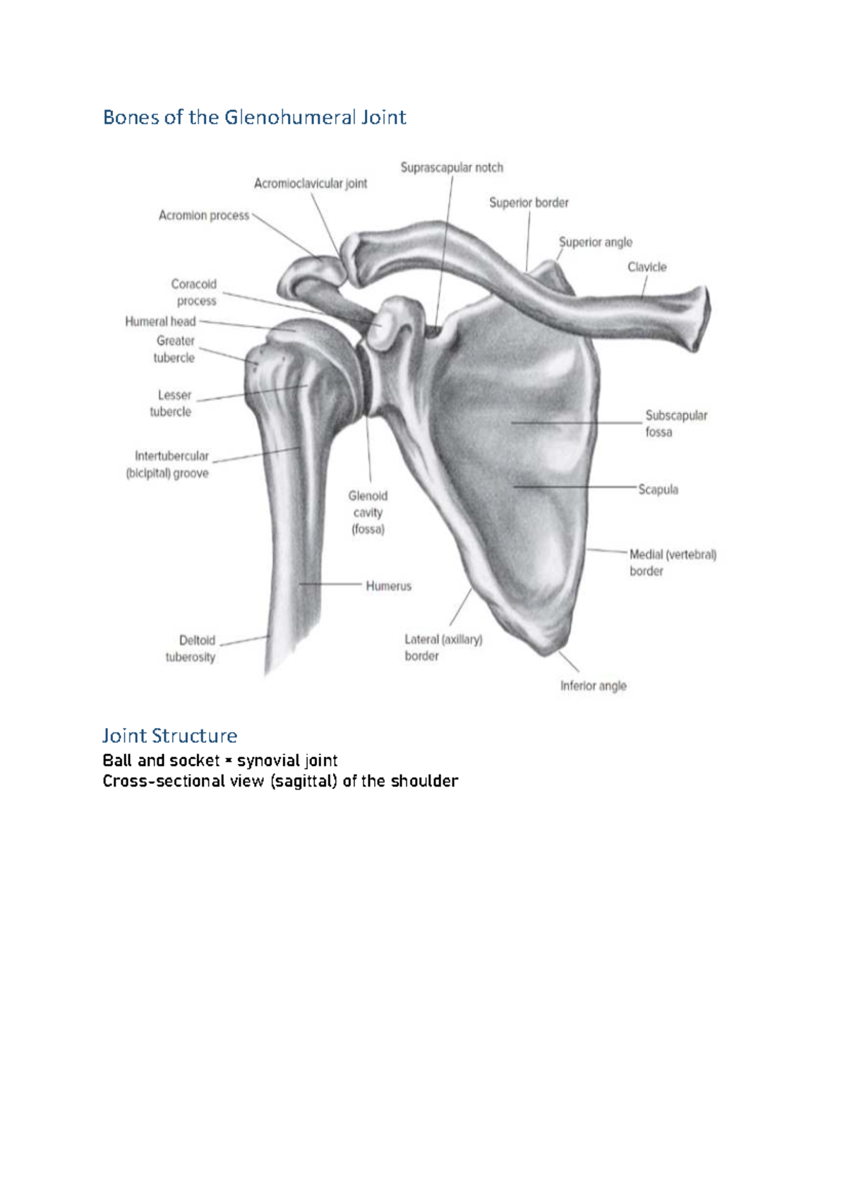 HSE102 - Glenohumeral Joint Structure and Function Overview - Studocu