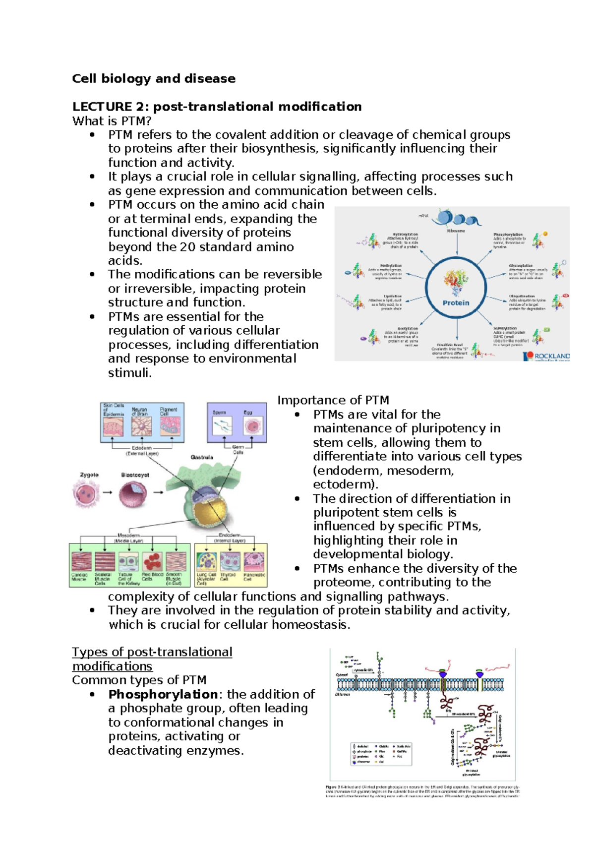 BMS2002 Lecture Notes: Post-Translational Modifications & Ion Channels ...