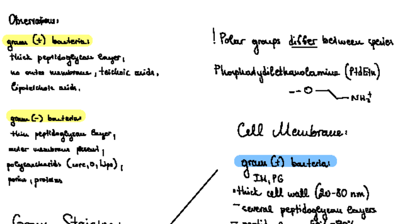 Bacteria Notes - Gram Staining (BIO 101) - Studocu