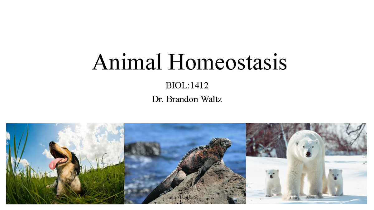 8 Animal Homeostasis - lecture notes - Animal Homeostasis BIOL: Dr ...