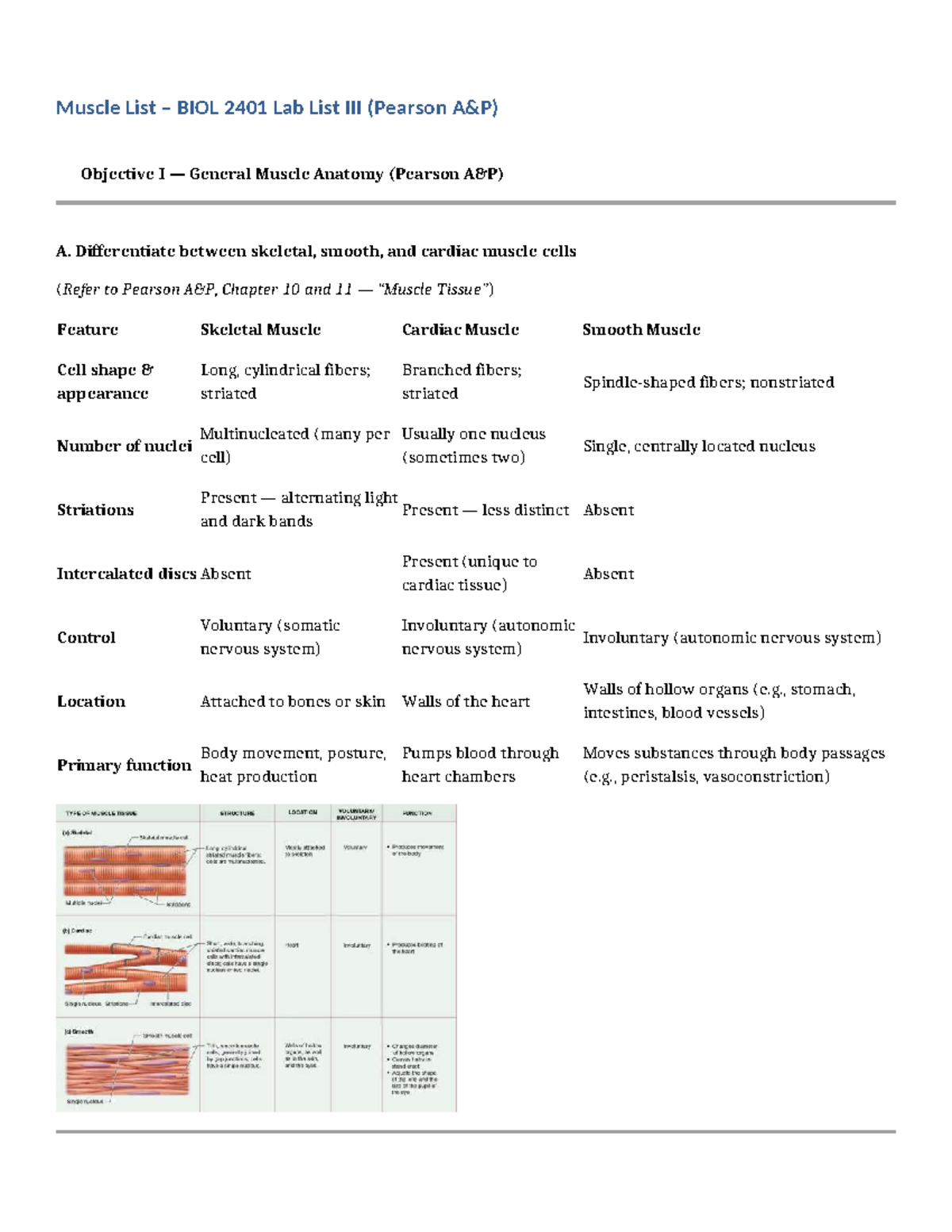 BIOL 2401 Lab List 3: Comprehensive Muscle Anatomy Review - Studocu