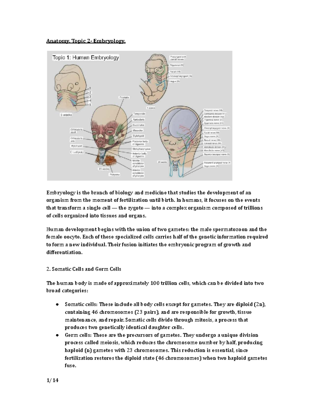 Anatomy 2: Comprehensive Overview of Embryology - Studocu