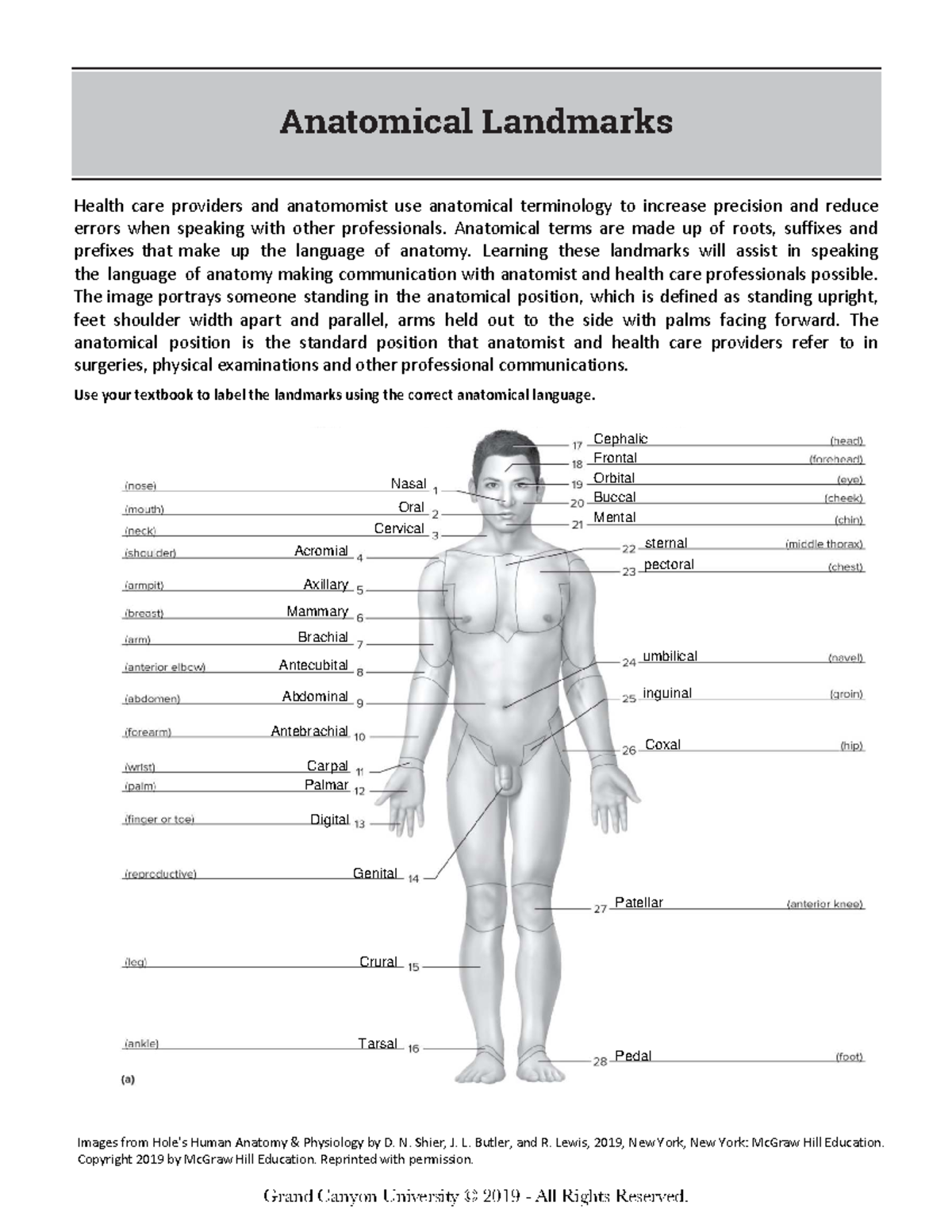 Anatomical Landmarks: A Guide for Health Care Providers (ANAT 101 ...