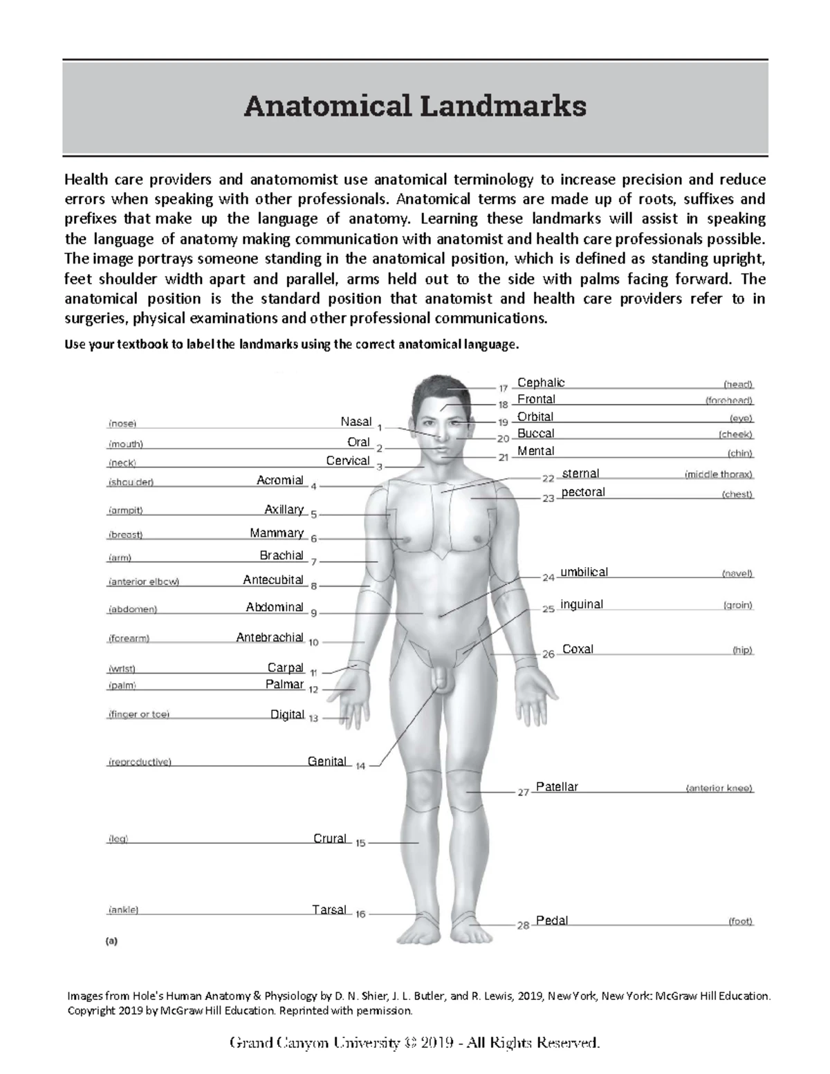 解剖学 1 Anatomy 1 Anatomy 1 Quick Study