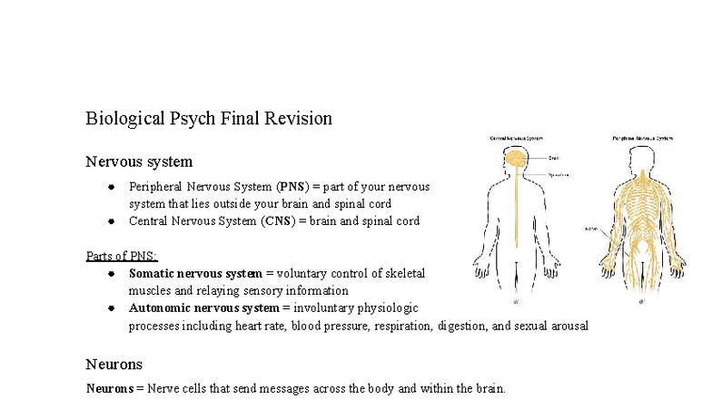 Biological Psych 101 Final Exam Revision: Nervous System Overview - Studocu