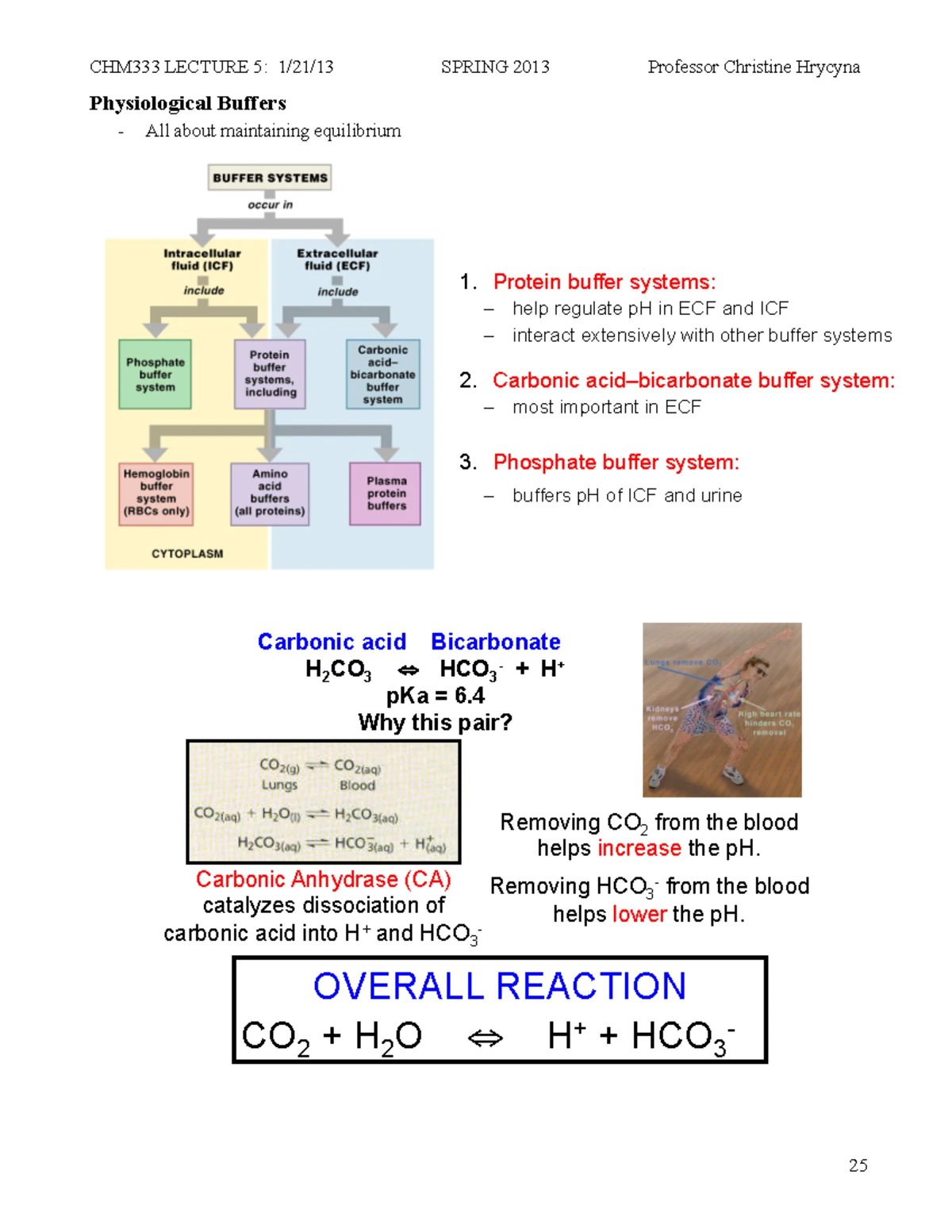 1.5 Lecture 7,8-Amino Acids as Acids, Bases and Buffers - Amino Acids ...