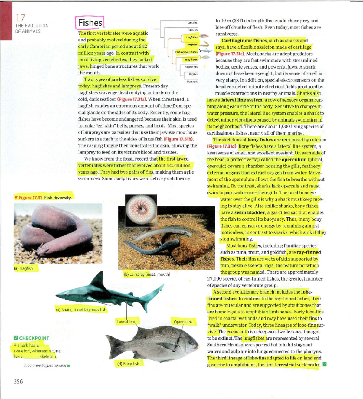 Evolution of Fishes: From Jawless to Bony Species (BIO 101) - Studocu