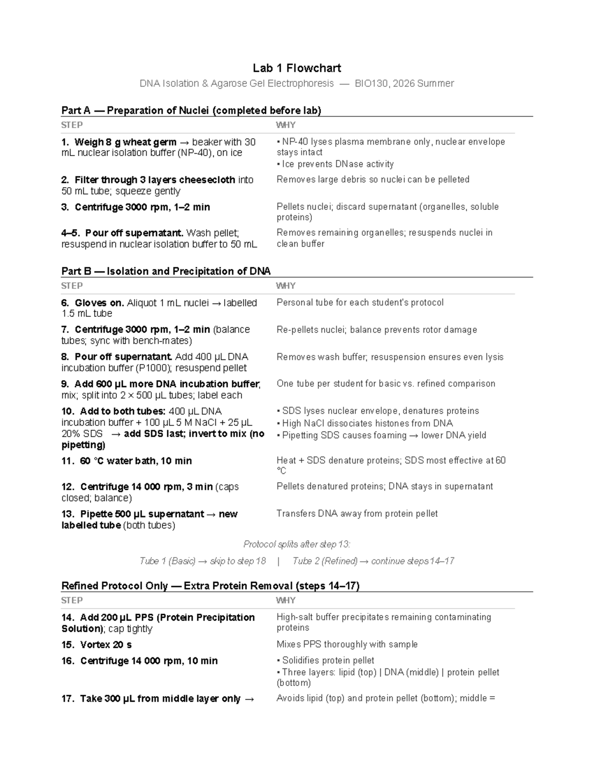 BIO130 Lab 1: Flowchart for DNA Isolation & Gel Electrophoresis - Studocu