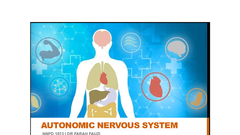 Autonomic Nervous System Overview - NNPD 1013 Lecture Notes - Studocu