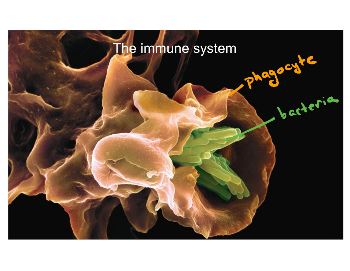 Lecture 31 2024 with notes - The immune system phagocyte bacteria The ...