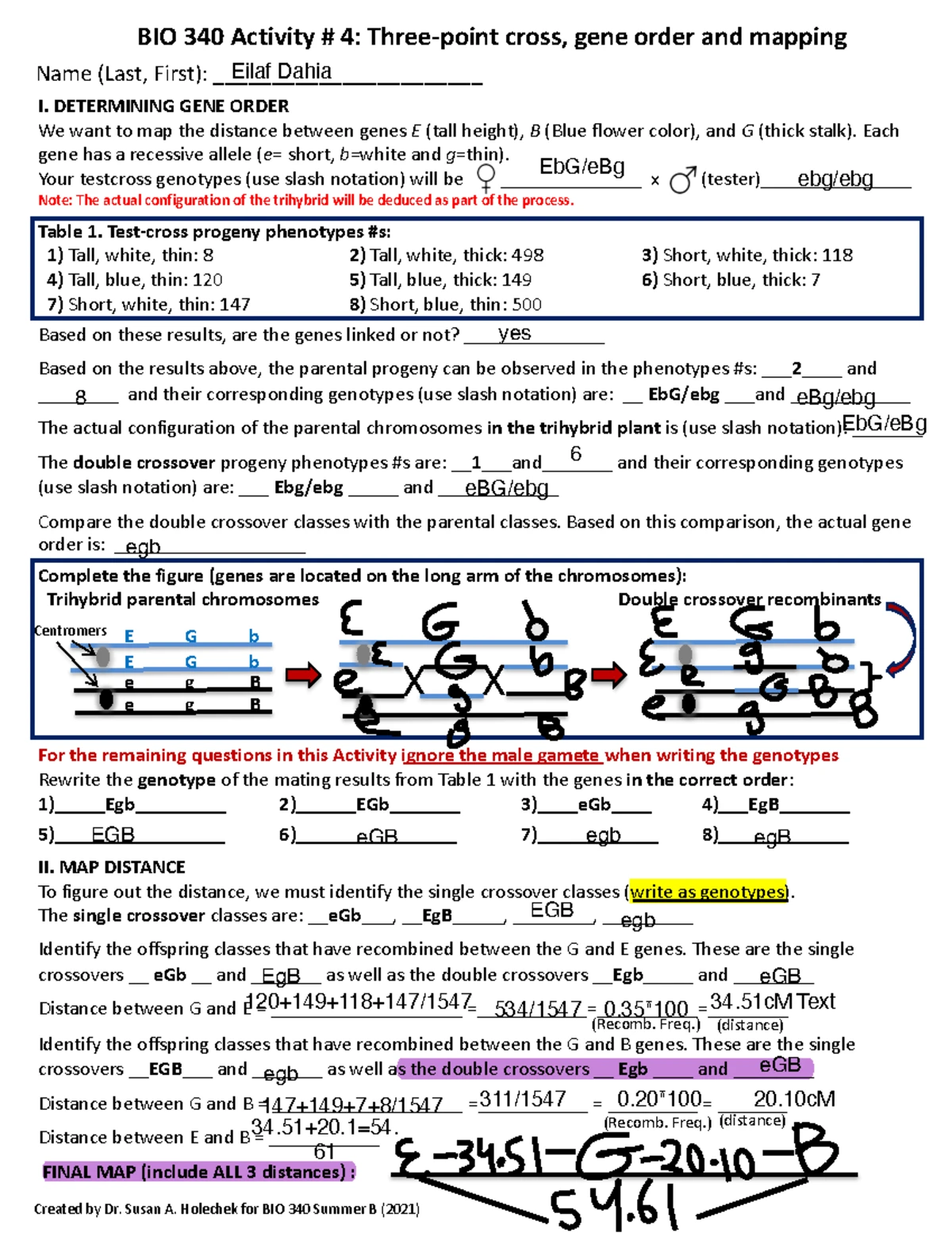 BIO 340 Final Activity #7: Gene Transcription & Translation Guide - Studocu