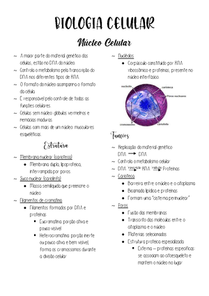 fases do puerpério, dequitação e loquiação. Hemorragia puerperal e ...