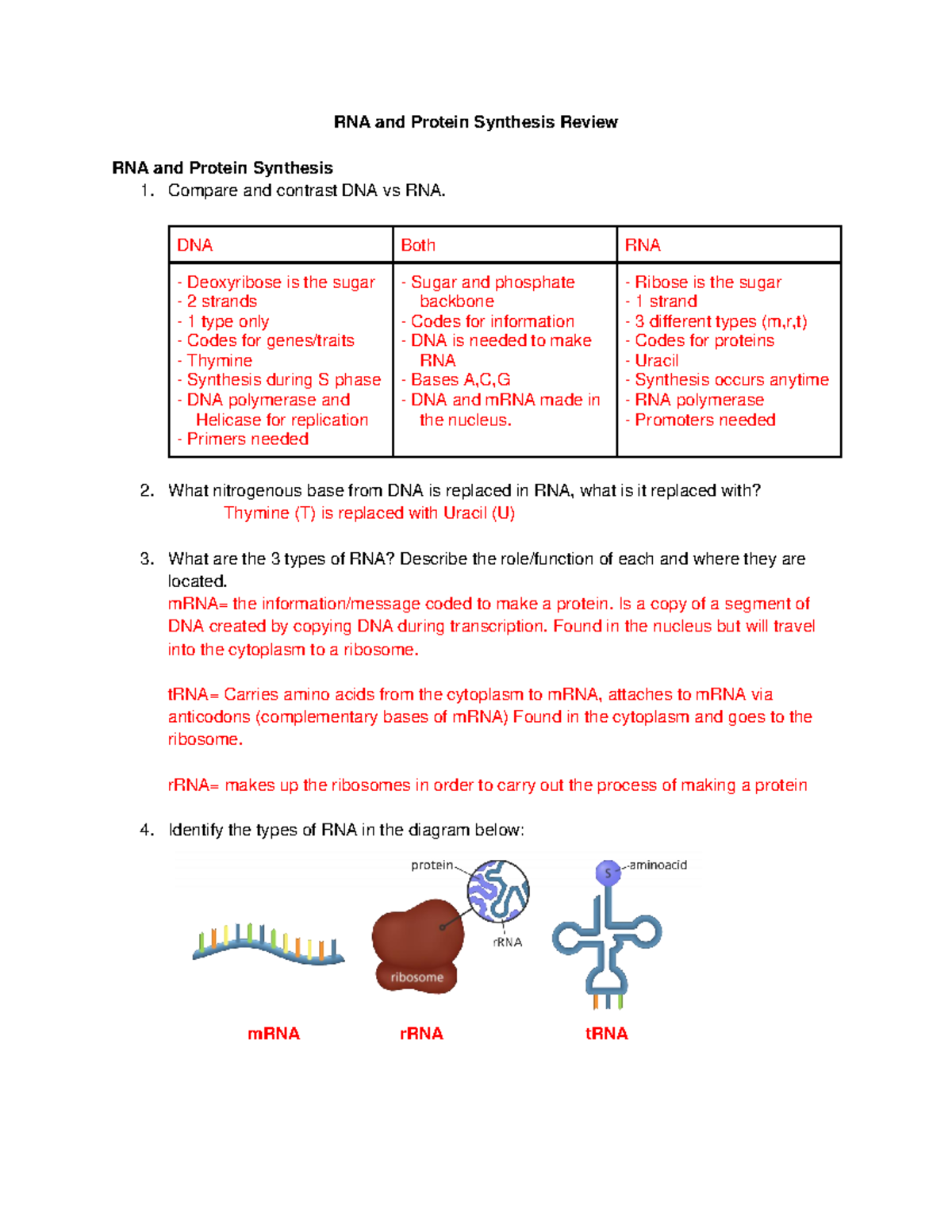 Final Exam Study Guide: RNA & Protein Synthesis (Bio 101) - Studocu