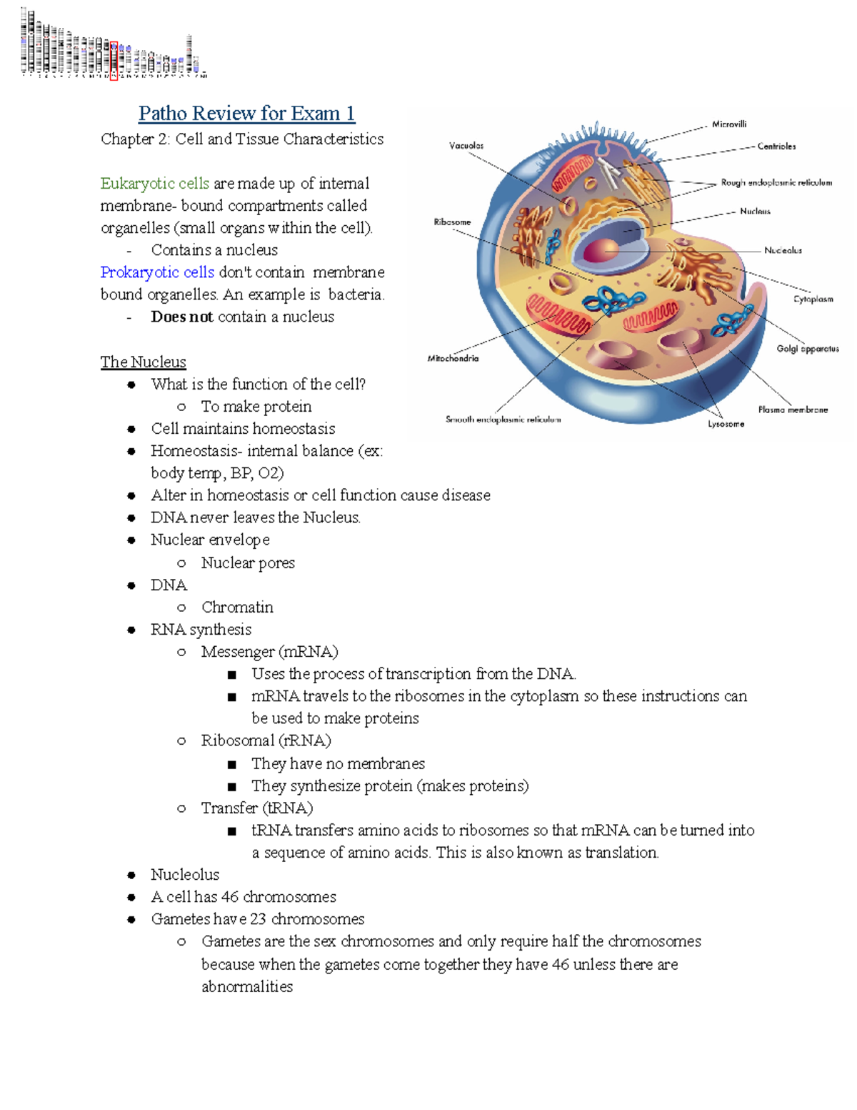 Patho review exam 1 - n/a - Patho Review for Exam 1 Chapter 2: Cell and ...