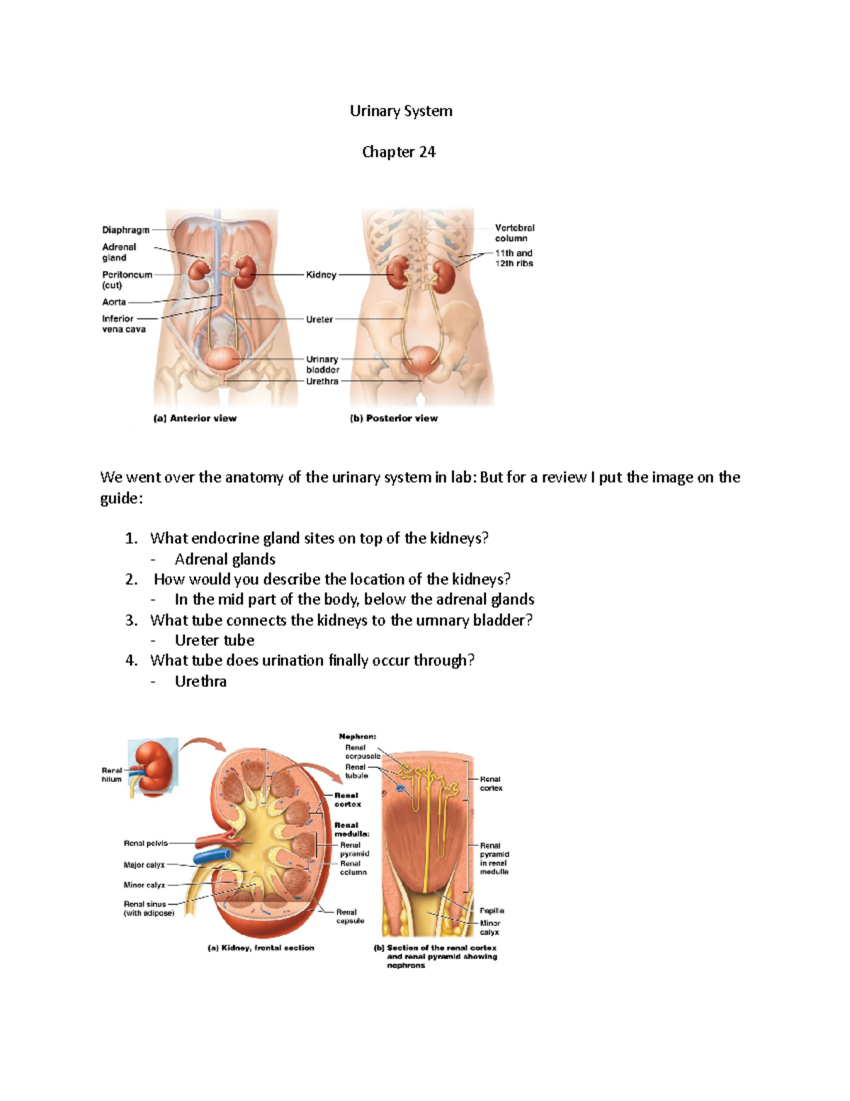 Urinary System Overview - Key Concepts and Notes (Biol 101) - Studocu