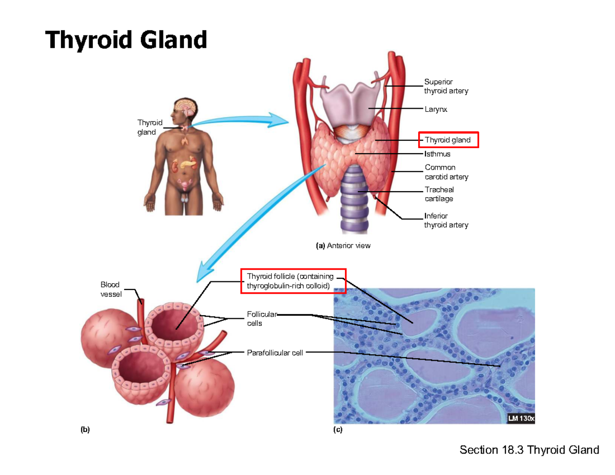 Lecture Notes on Thyroid Gland Anatomy and Function - Studocu