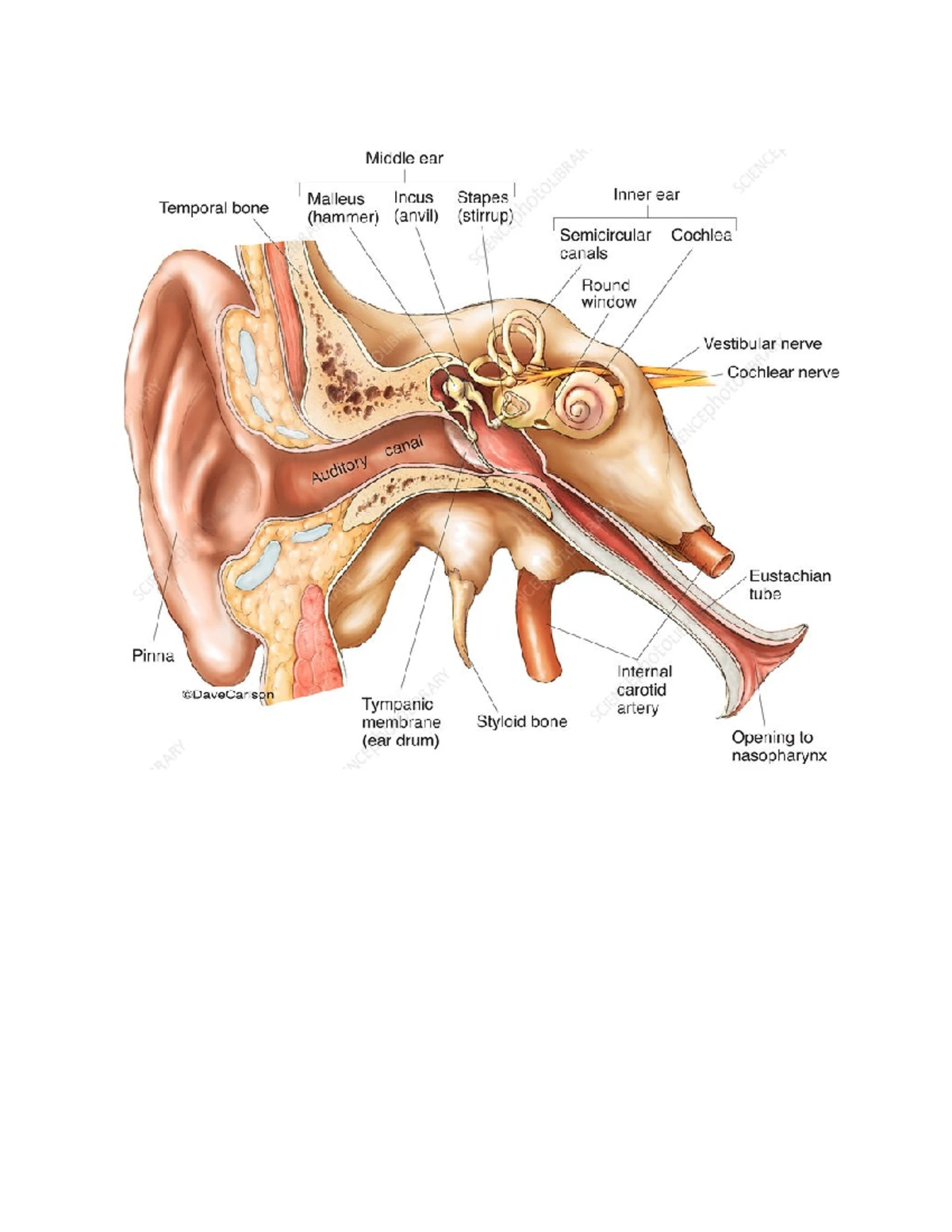 Endocrine Summary Help - Endocrine Summary Help Anterior Pituitary ...