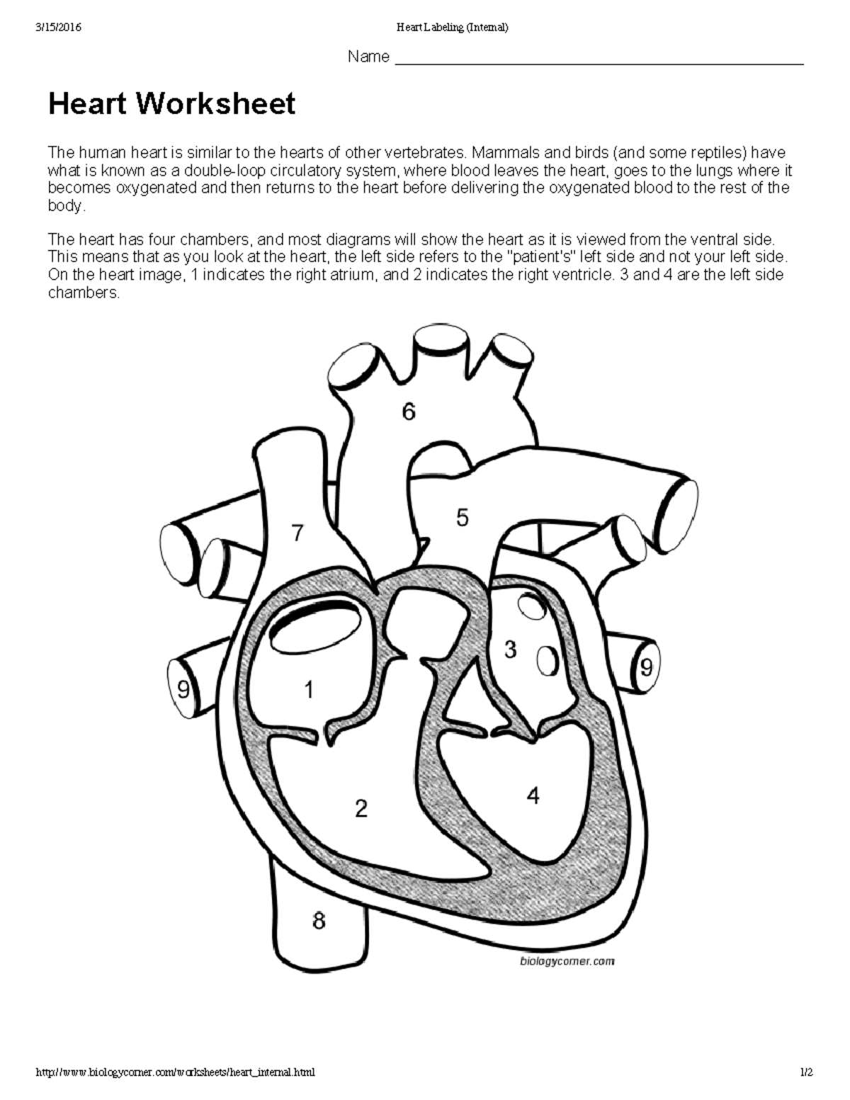 Heart Labeling Worksheet: Understanding Human Heart Anatomy - Studocu