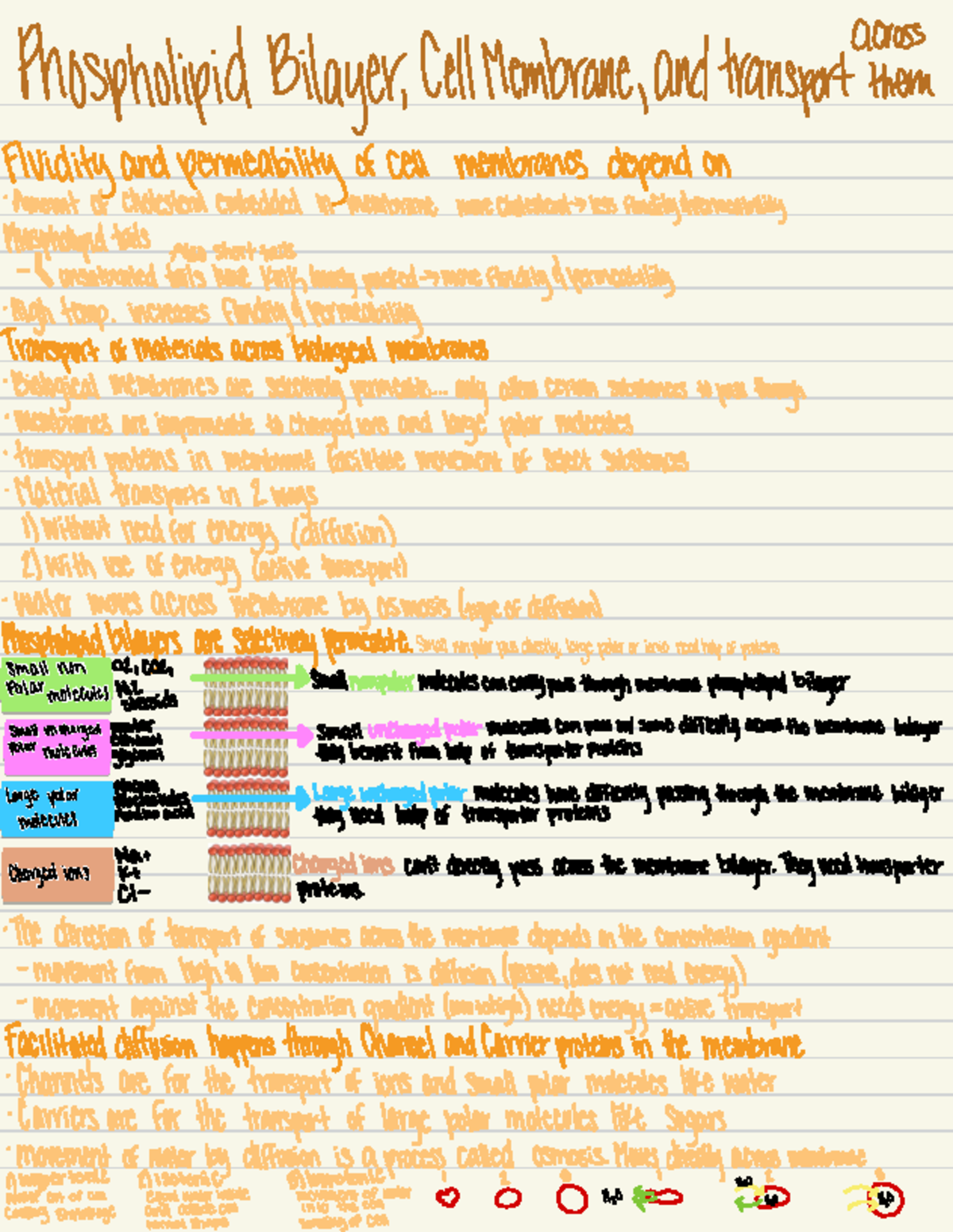 Bio 6 - Cell Membrane Structure and Transport Notes - Studocu