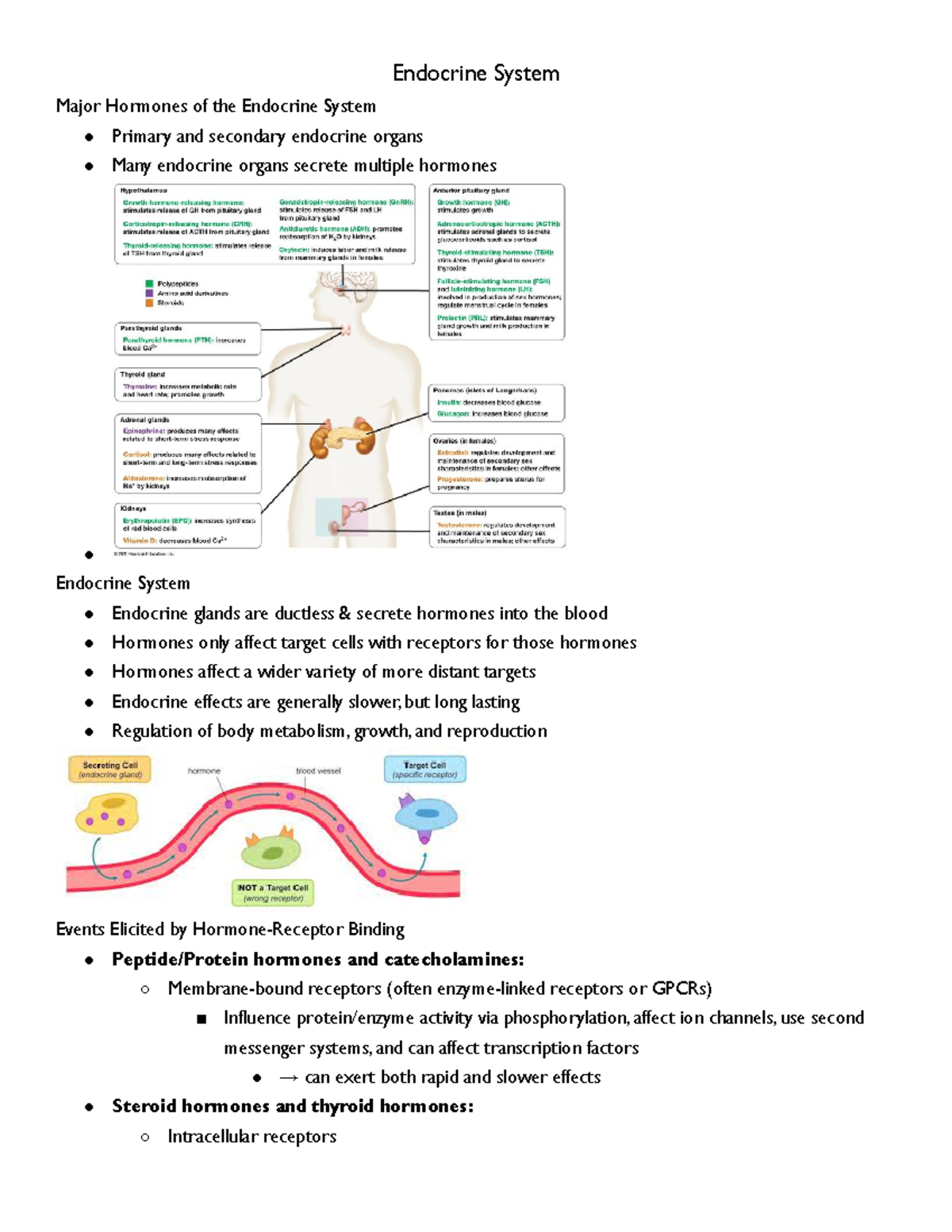 Physiology 101: Chapter 6-10 Endocrine System Notes - Studocu