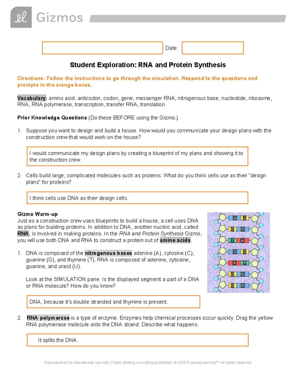 RNA and Protein Synthesis Exploration: Student Guide (BIO101) - Studocu
