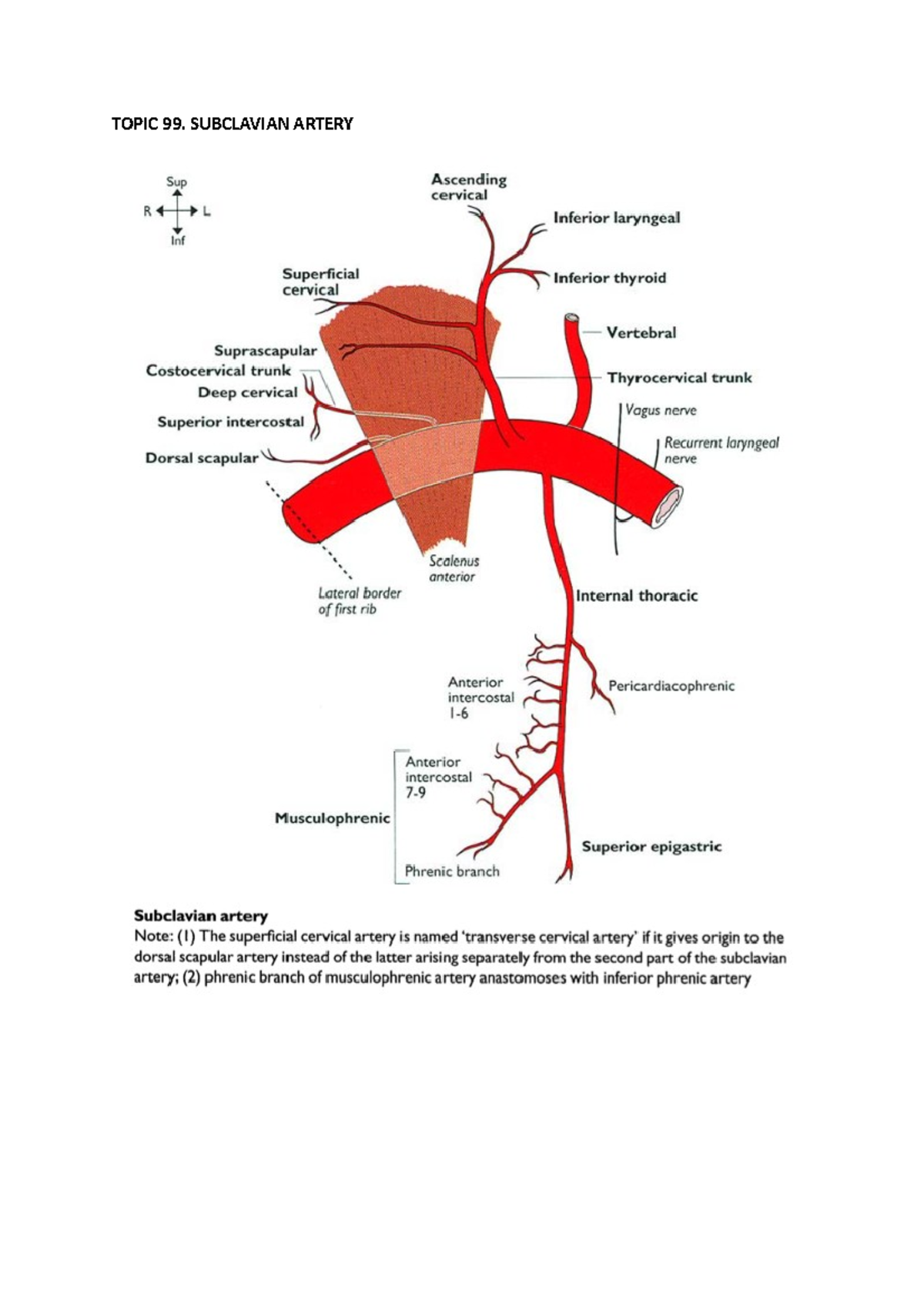 Subclavian Artery Overview and Key Branches - Topic 99 - Studocu