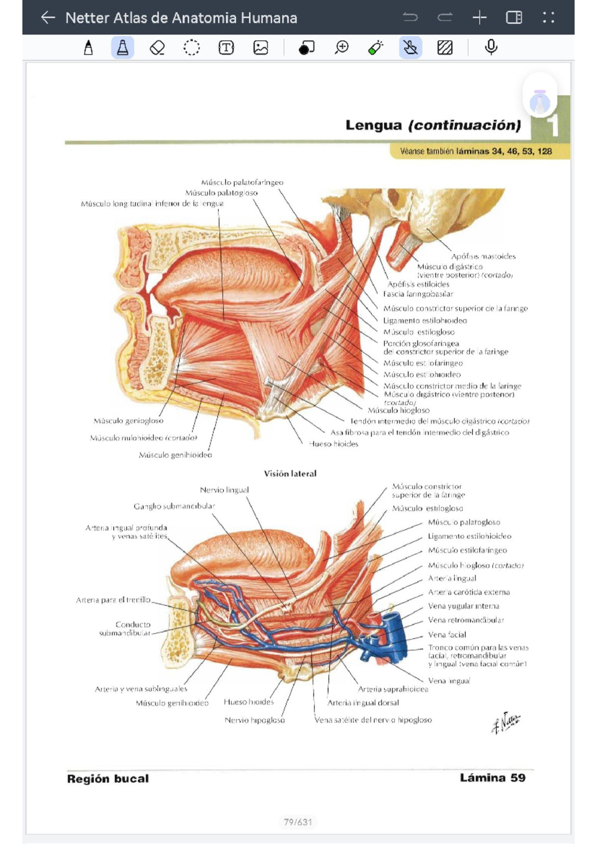 Anatomía del Cabeza y Cuello: Nota de Estudio Netter Atlas 5C - Studocu