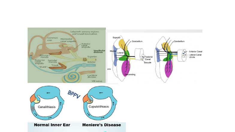 Neural Innervation and Sensory Regions of the Inner Ear: A Study on ...
