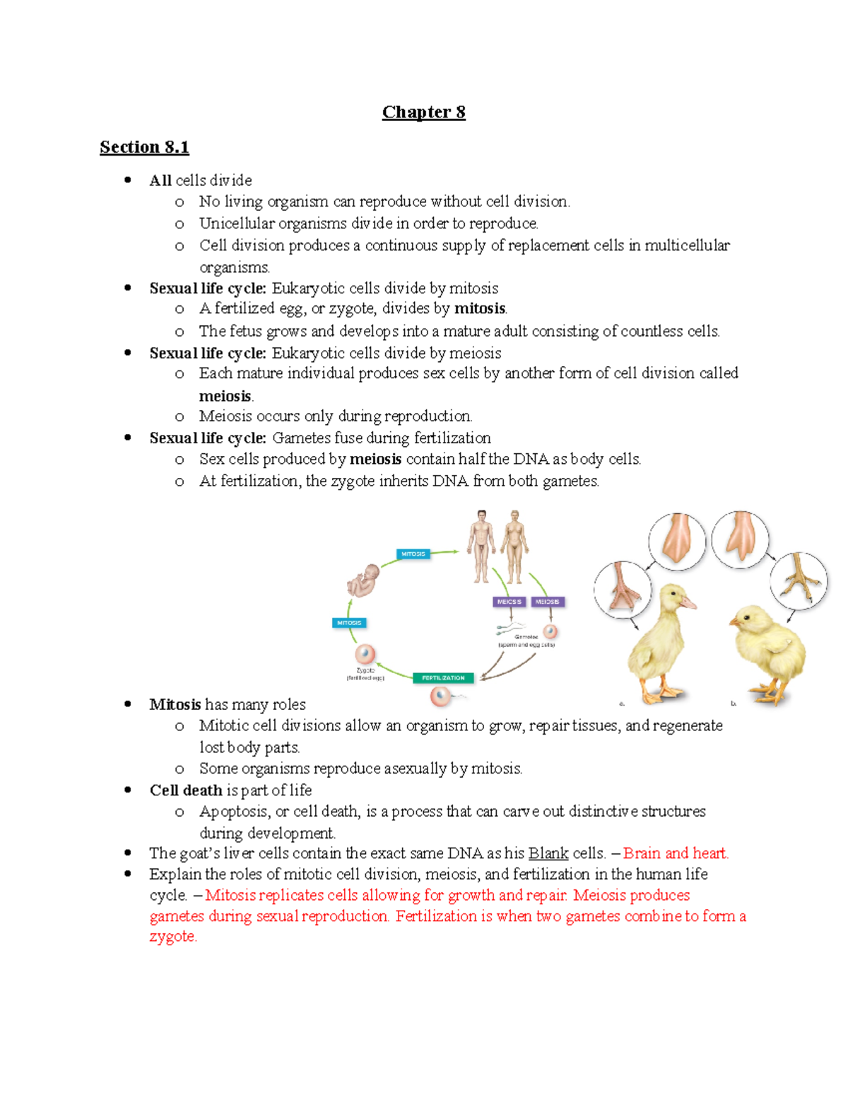 Cell Division and Mitosis: Notes for Chapter 8 (Bio 101) - Studocu